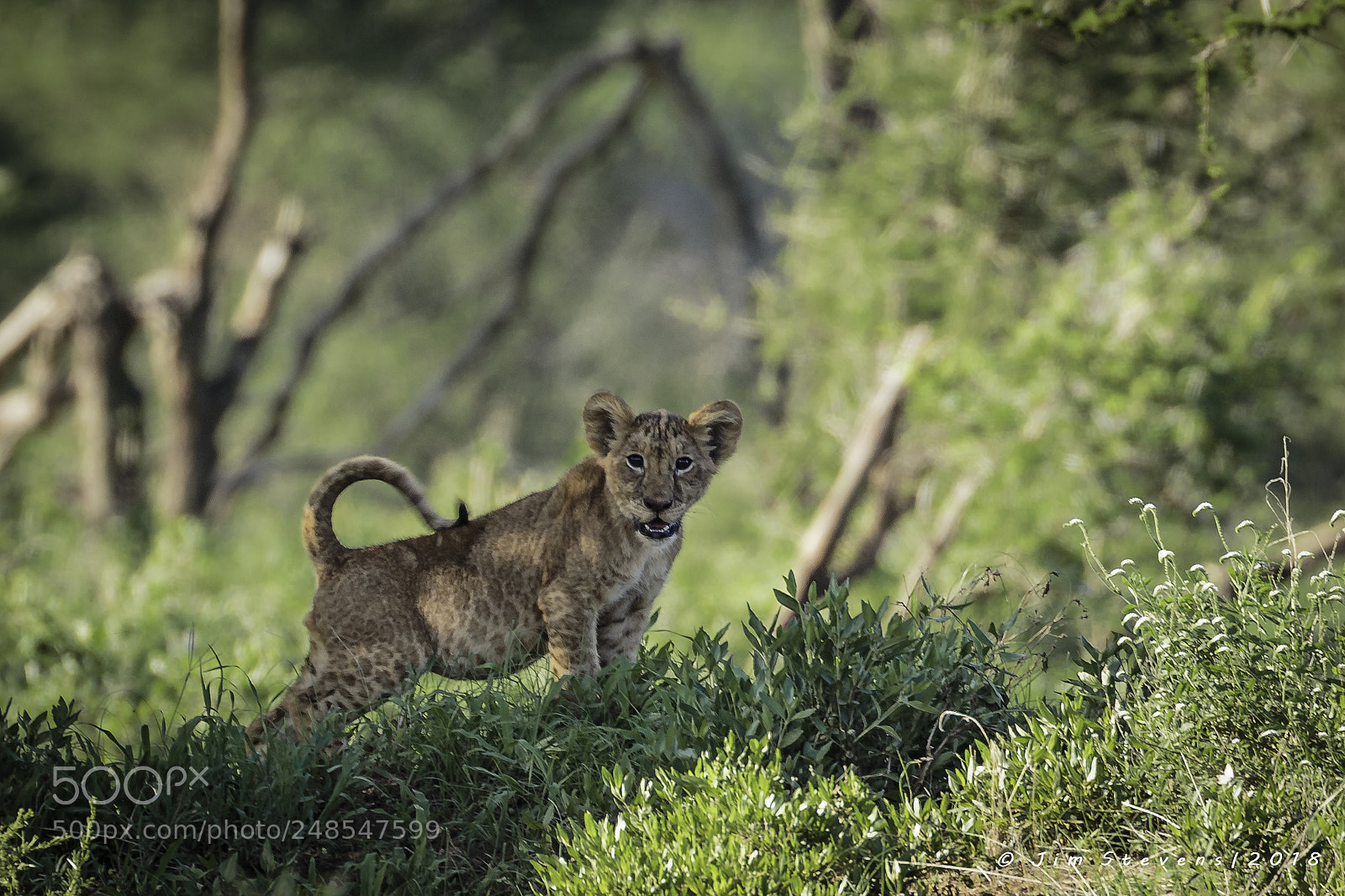 Canon EOS-1D X sample photo. Lion cub photography