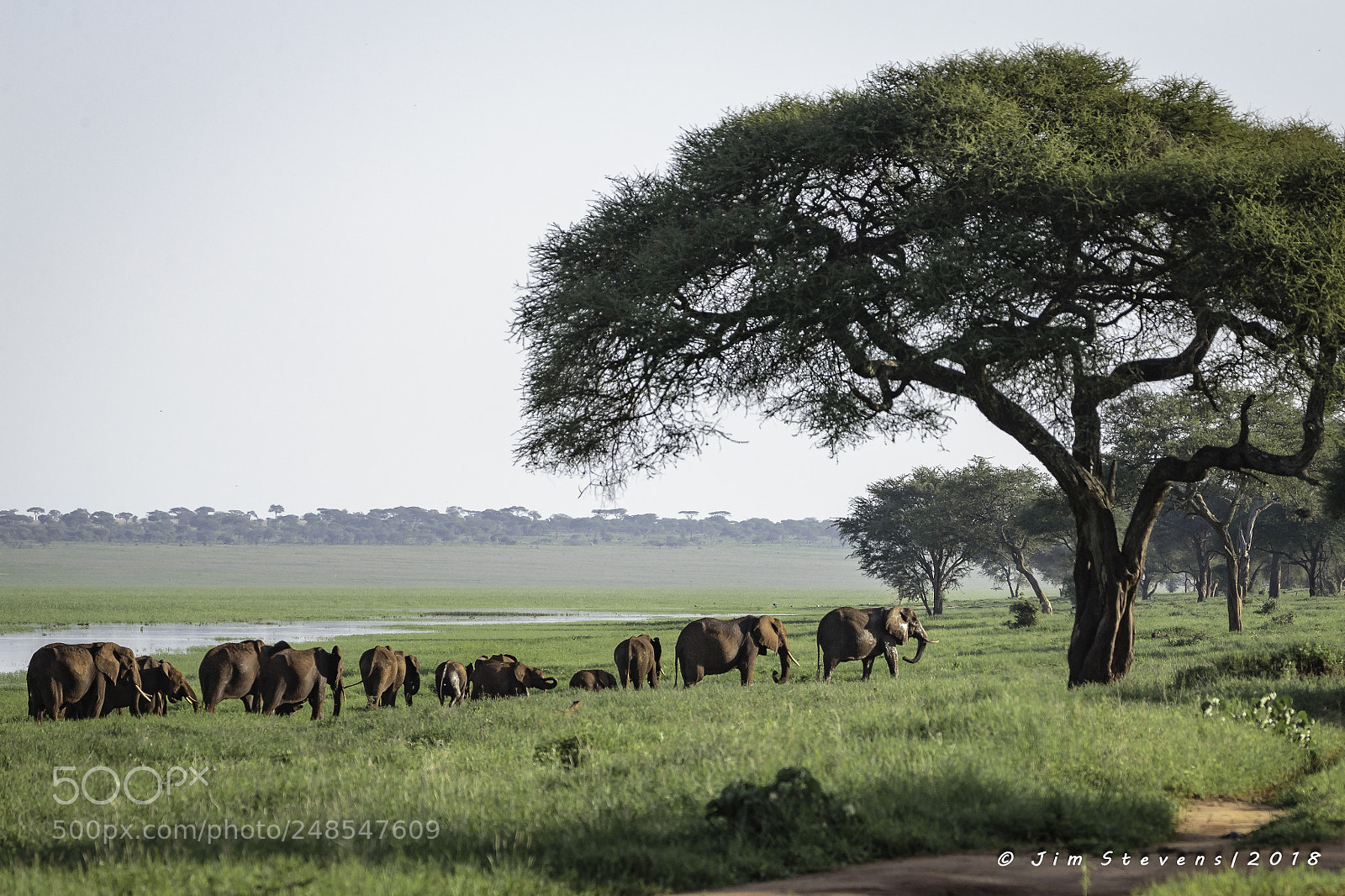 Canon EOS-1D X sample photo. Elephant family by the photography