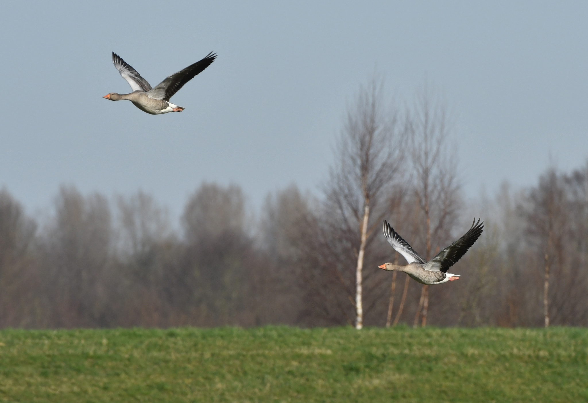 Nikon D500 + Nikon AF-S Nikkor 500mm F4G ED VR sample photo. Grauwe gans photography