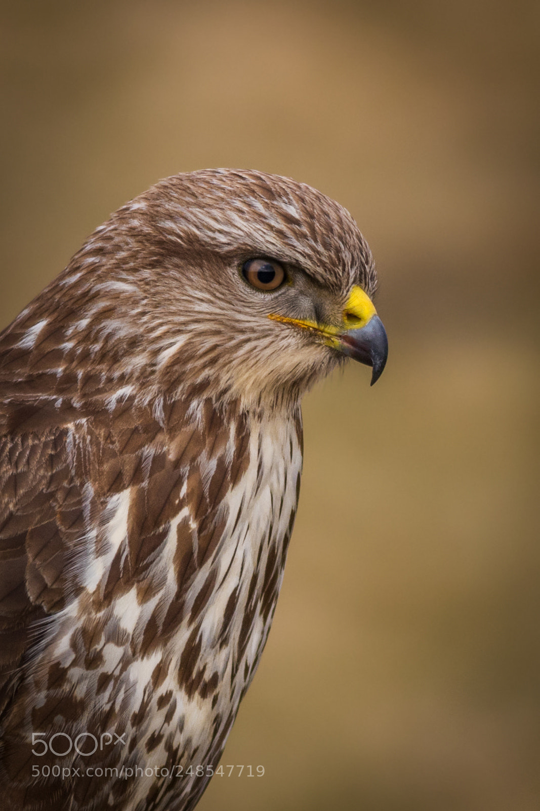 Canon EOS 7D Mark II sample photo. Common buzzard up close... photography