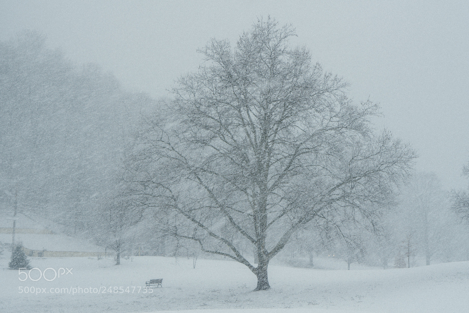 Sony a6000 sample photo. Snowy tree photography