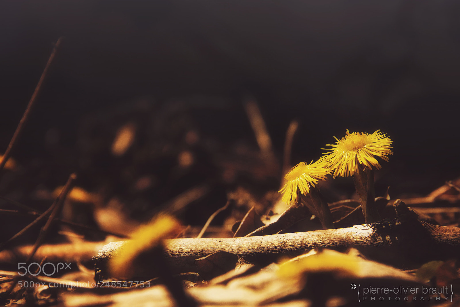 Canon EOS 60D sample photo. Coltsfoot in the forest photography