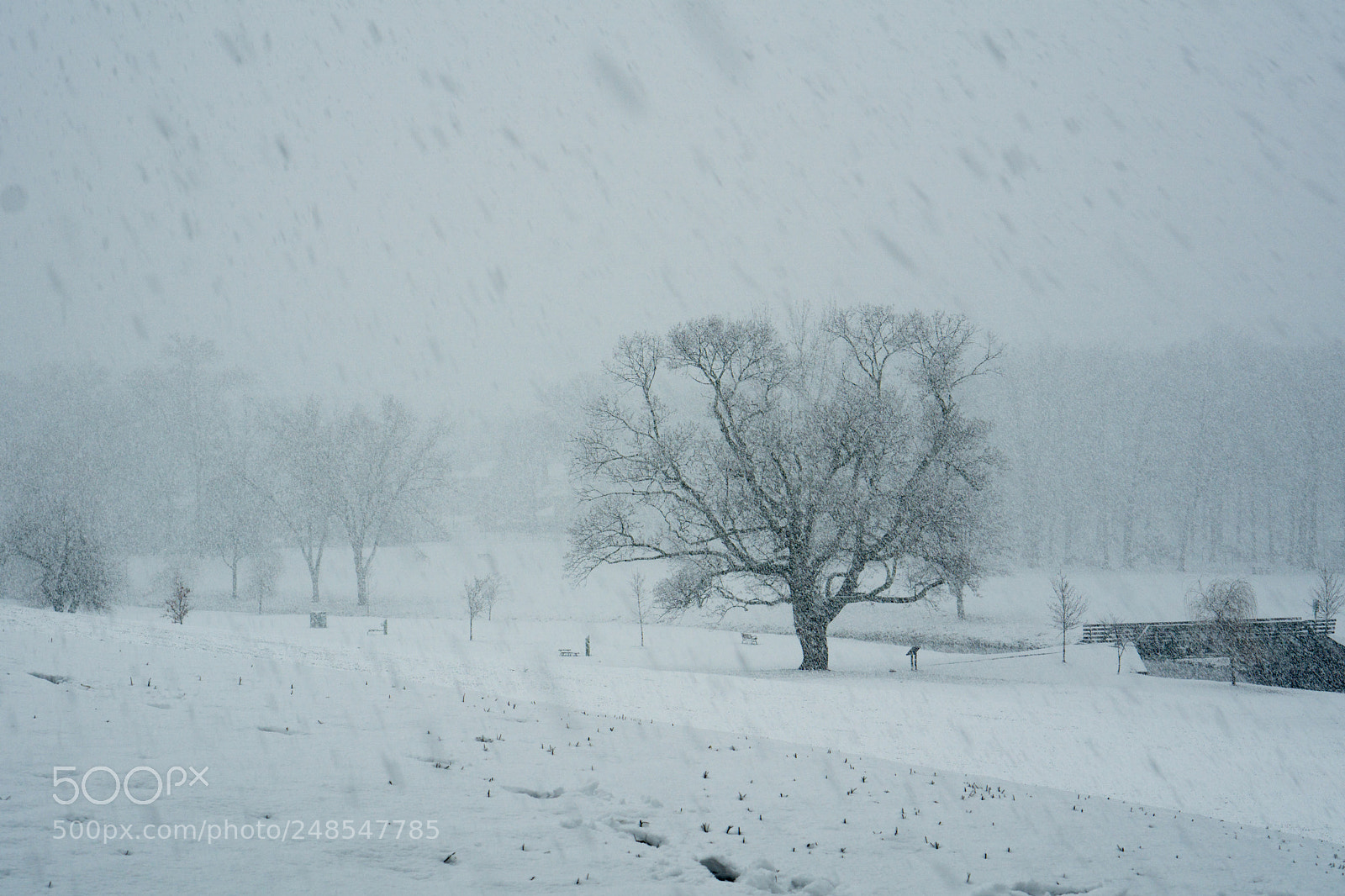 Sony a6000 sample photo. Snowy tree 2 photography