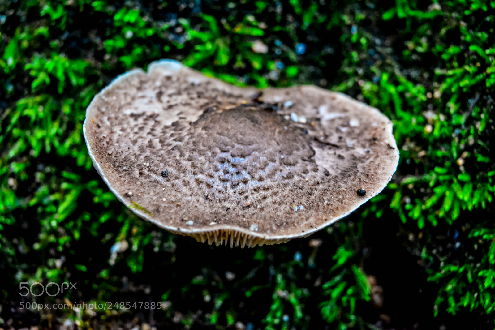 Nikon D5200 sample photo. Smells like sintra photography