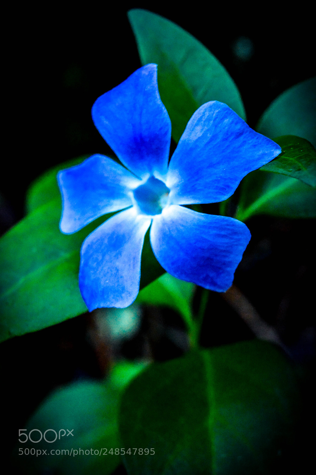 Nikon D5200 sample photo. Smells like sintra photography