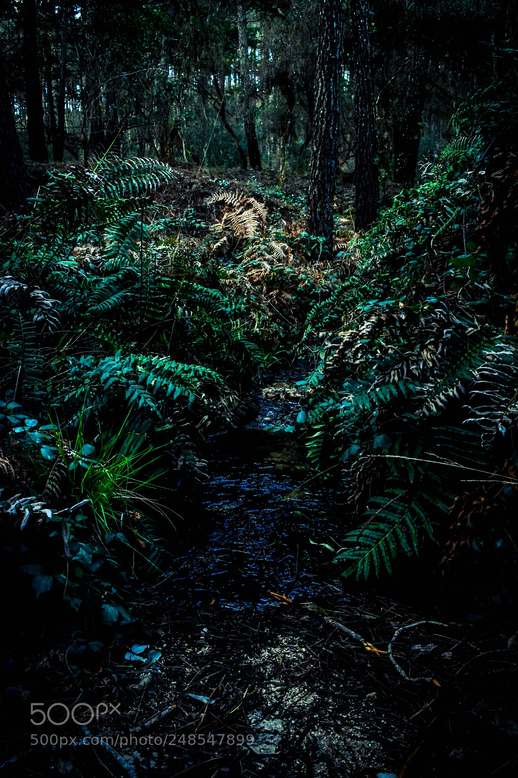 Nikon D5200 sample photo. Smells like sintra photography