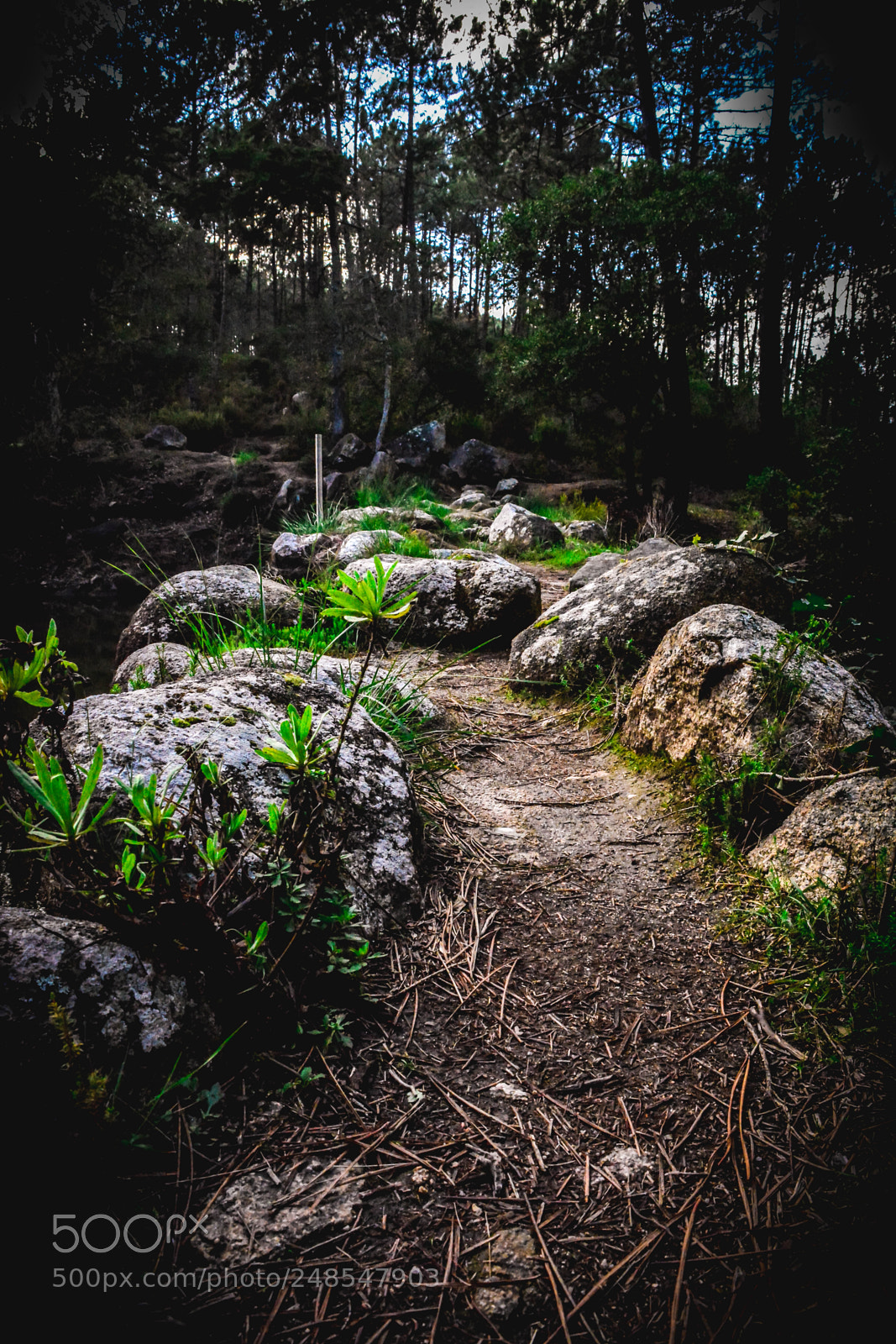 Nikon D5200 sample photo. Smells like sintra photography