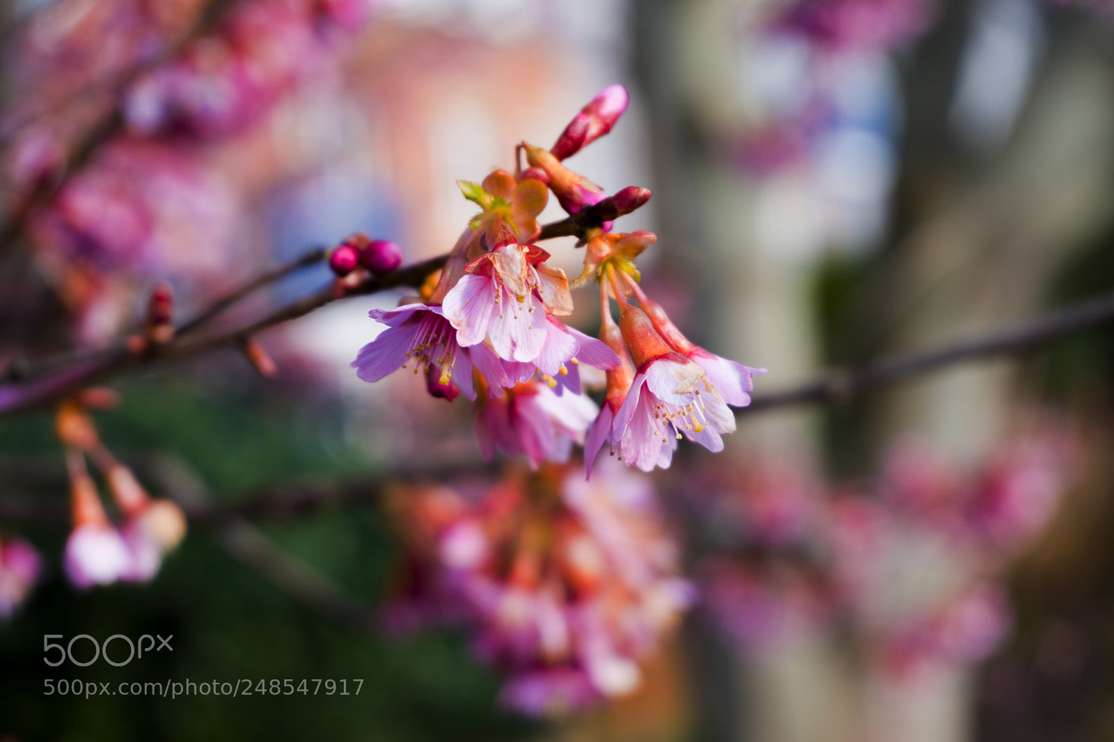 Sony a6500 sample photo. Pink blossom photography