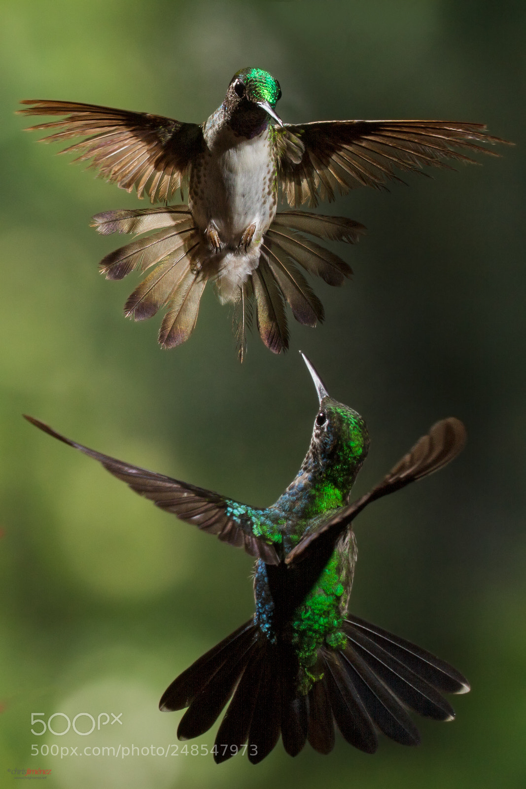 Canon EOS 7D sample photo. White-bellied mountaingem photography