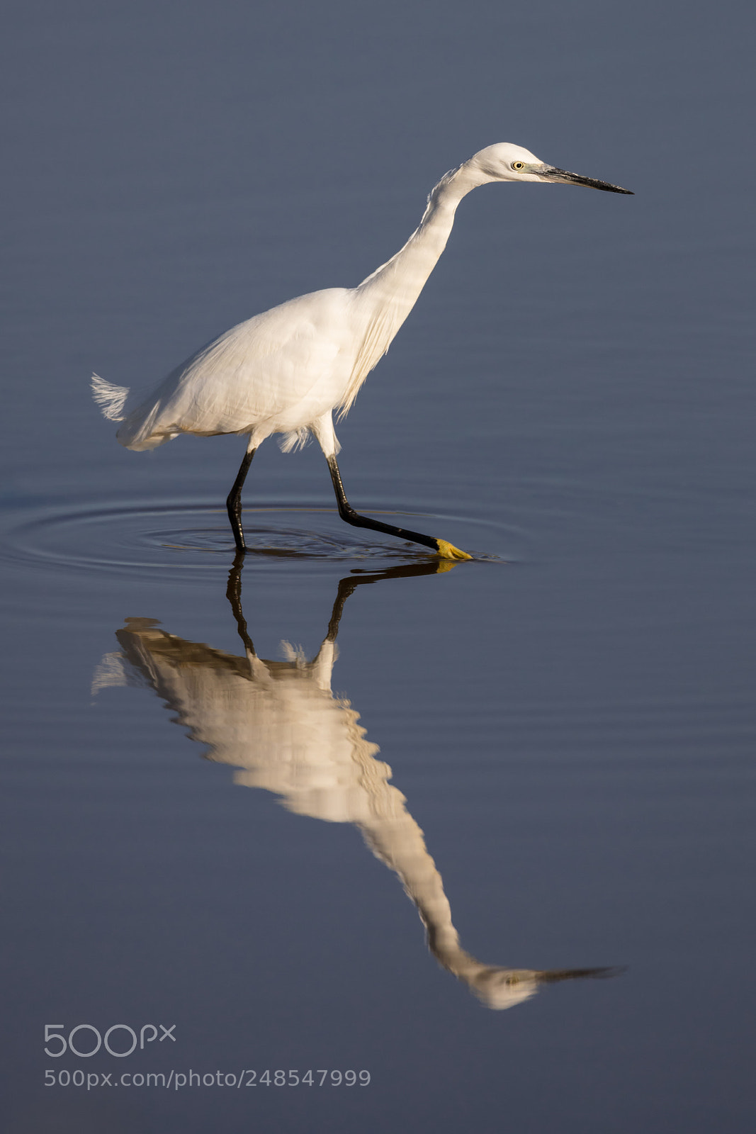 Canon EOS 5DS R sample photo. Stalking egret photography