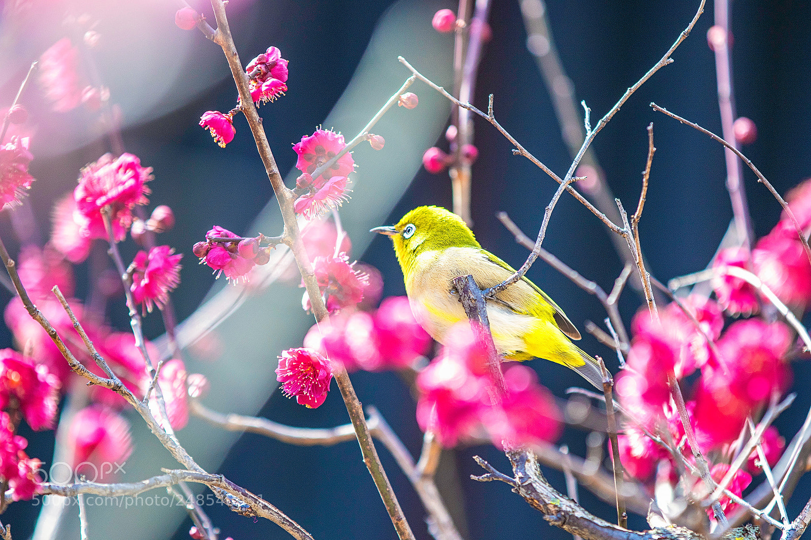 Canon EOS 7D Mark II sample photo. Always there photography