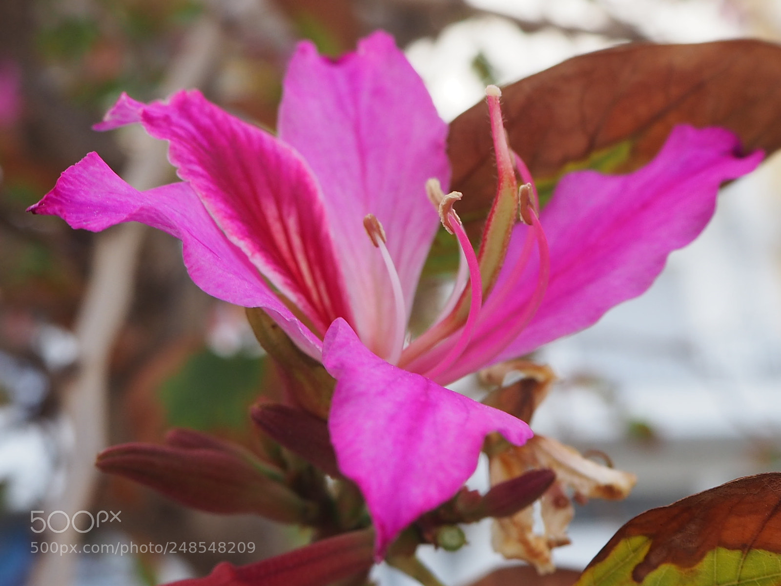 Olympus OM-D E-M10 II sample photo. Simplicity. photography