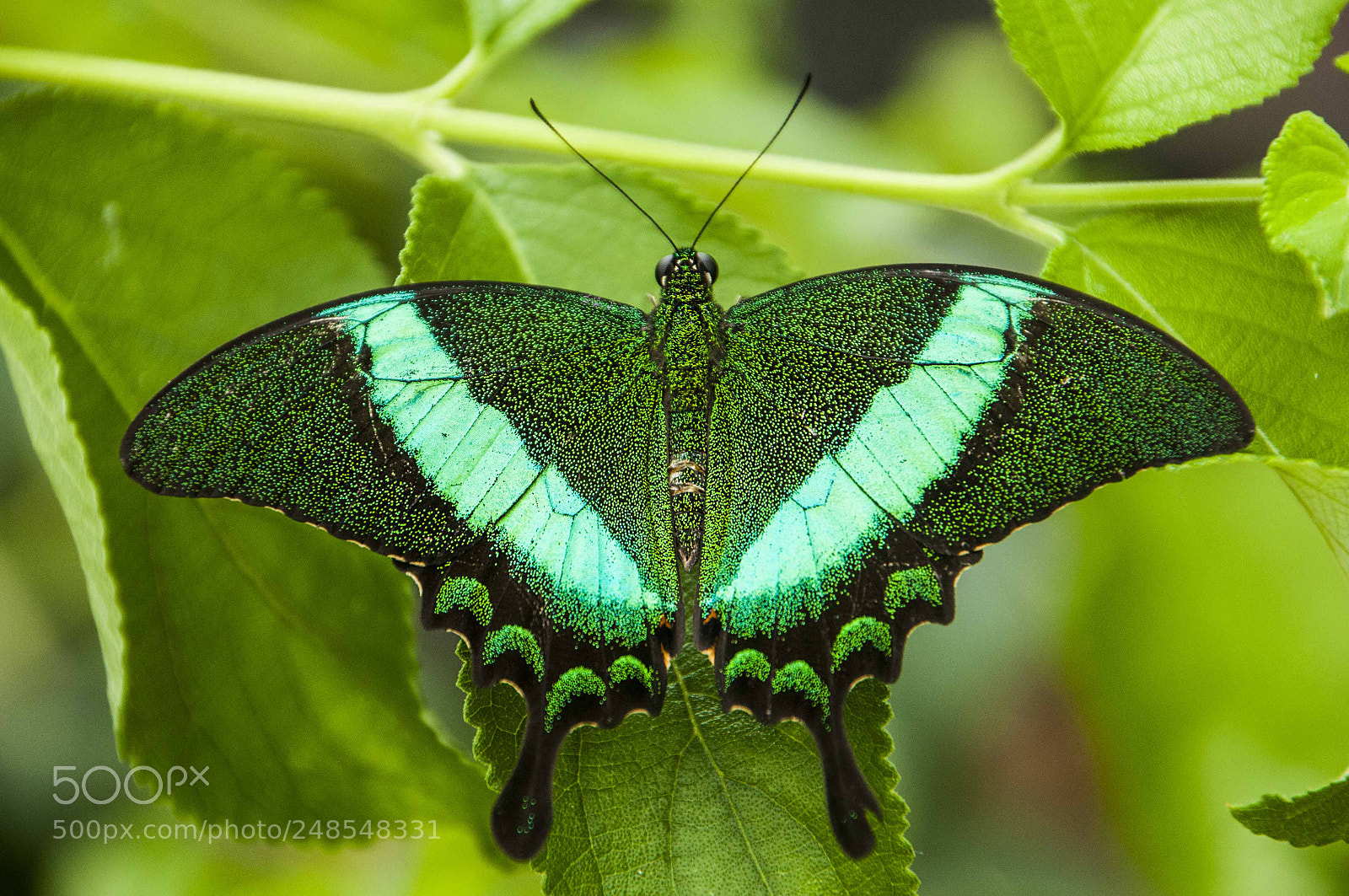 Nikon D300 sample photo. Emerald swallowtail / papilio palinurus photography
