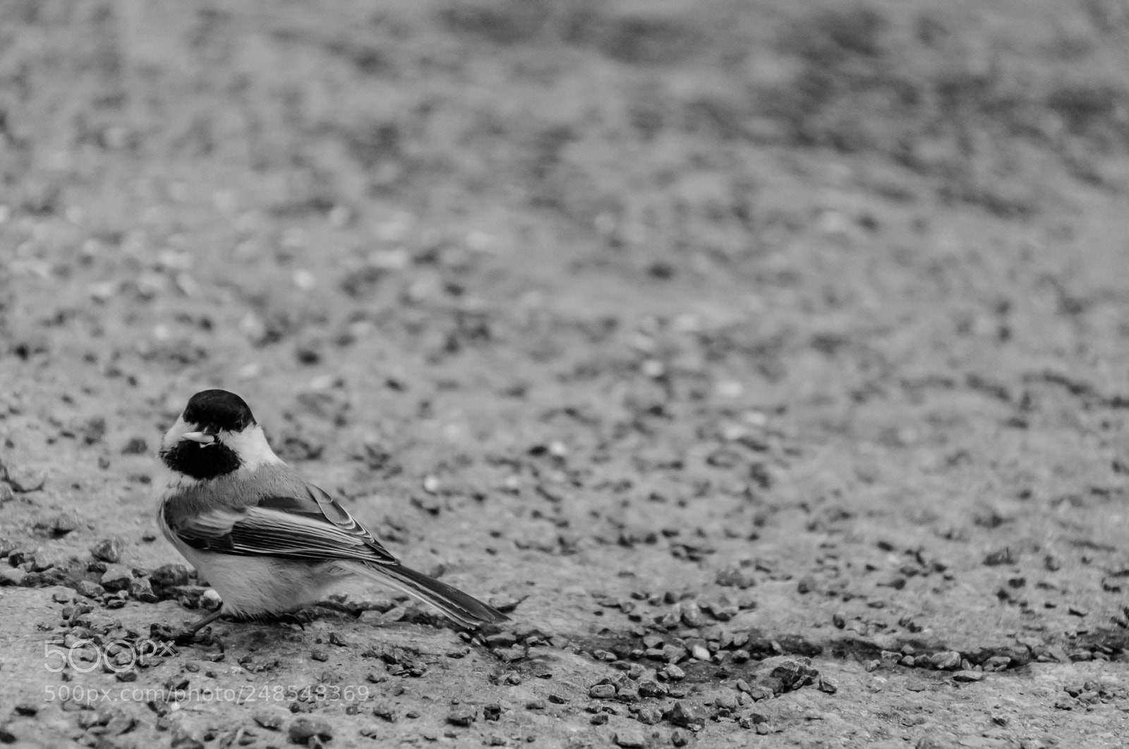 Nikon D7500 sample photo. Black-capped chickadee photography