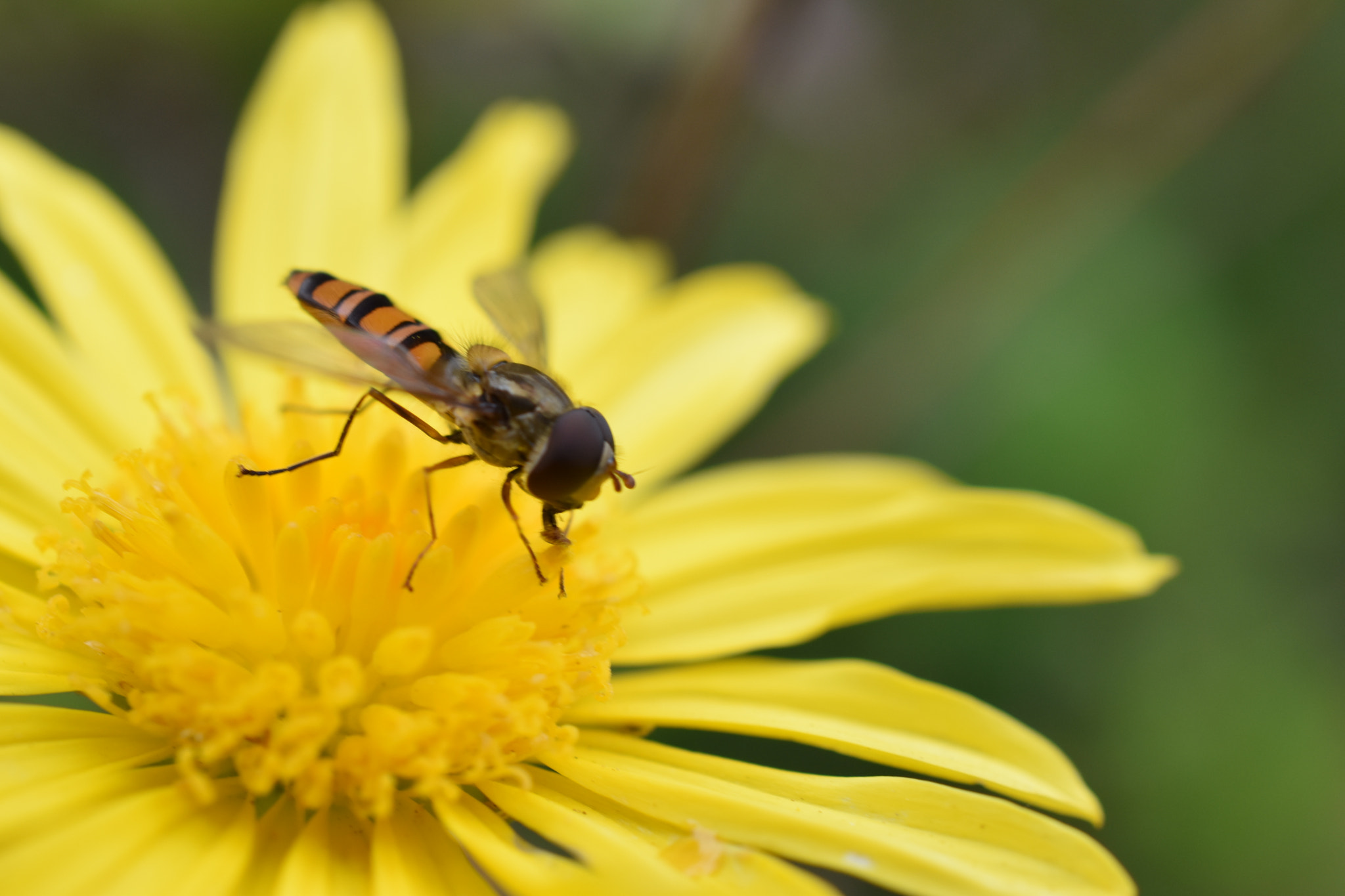 Nikon AF-S DX Micro Nikkor 40mm F2.8 sample photo. Macro life photography