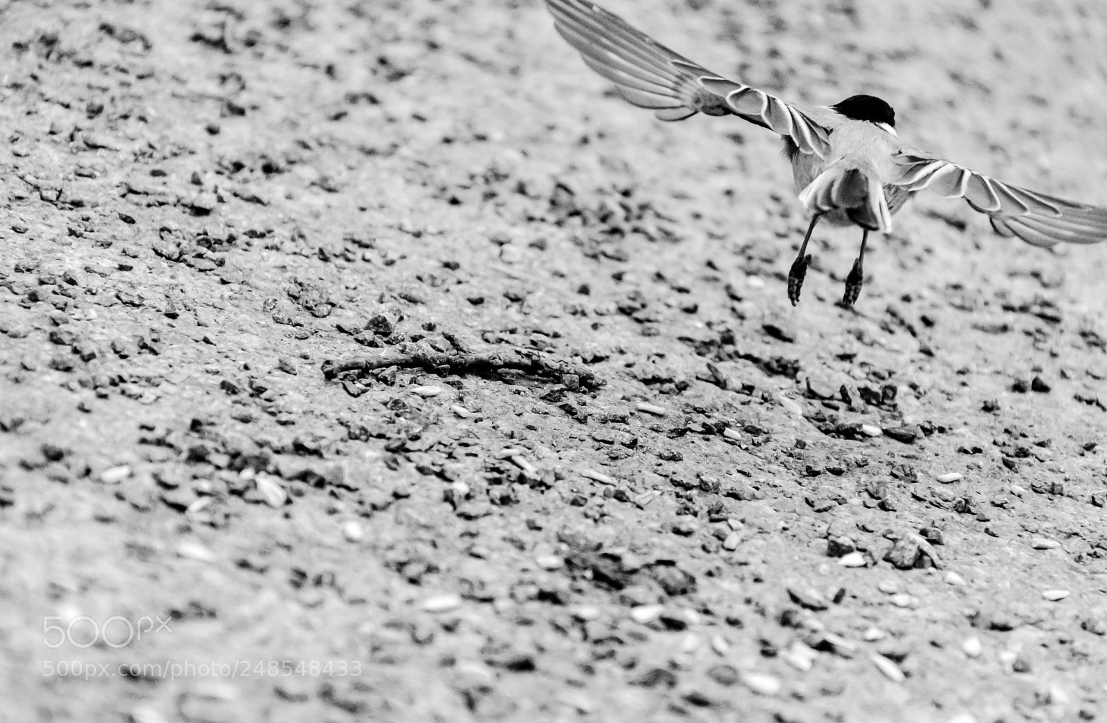 Nikon D7500 sample photo. Black-capped chickadee photography
