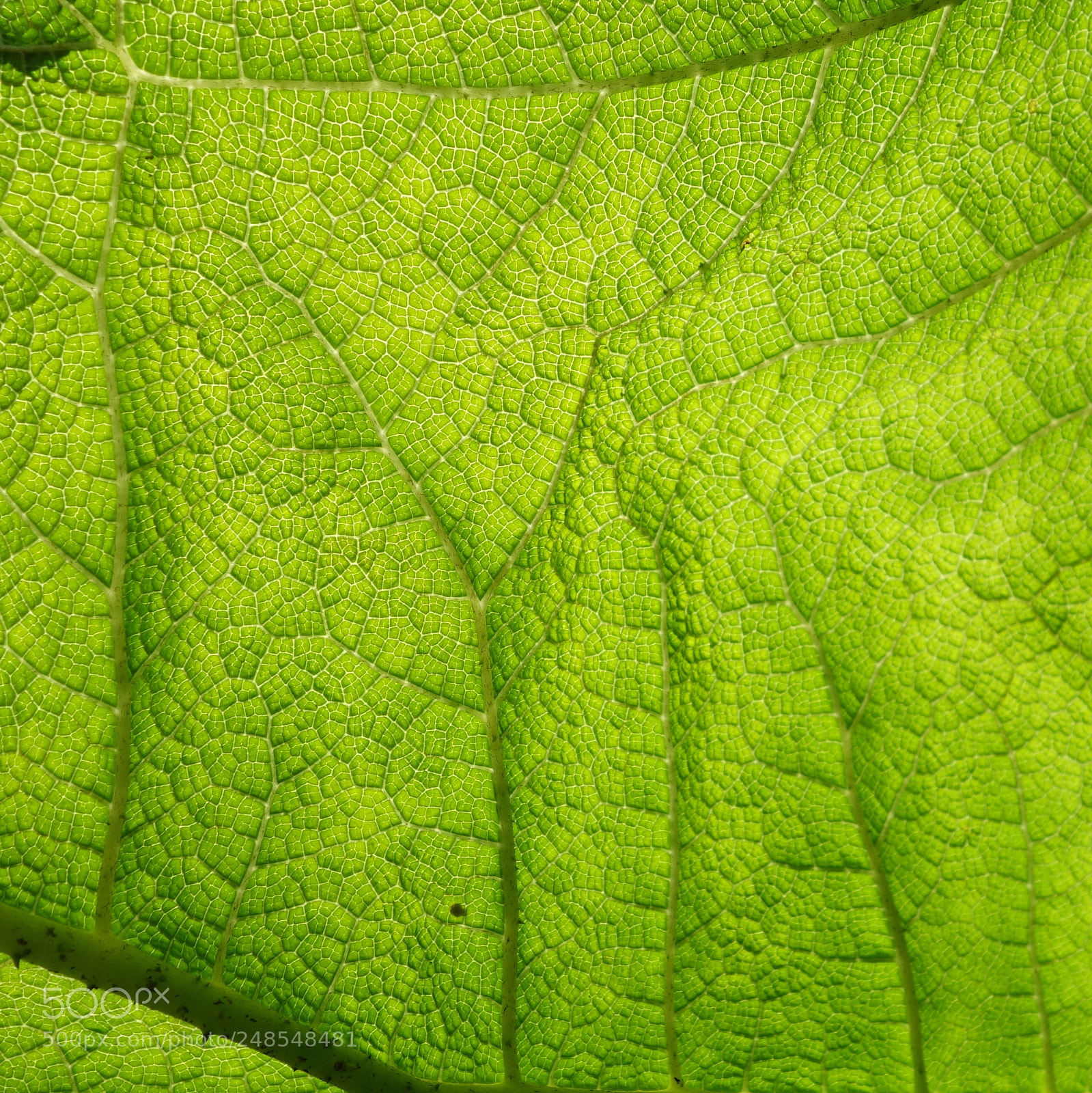 Sony Cyber-shot DSC-RX100 II sample photo. () cvp lot photography