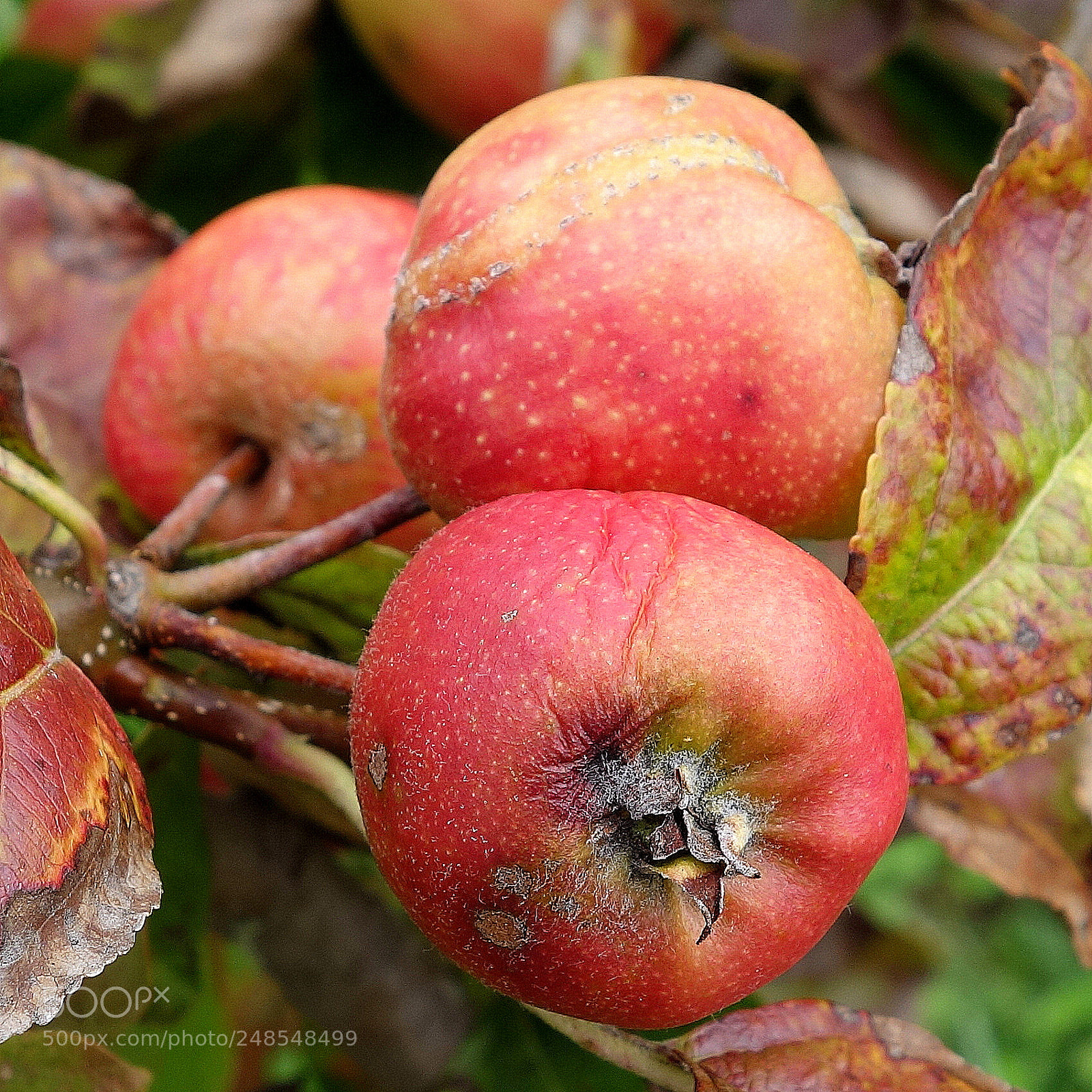 Sony Cyber-shot DSC-RX100 II sample photo. () cvp lot photography