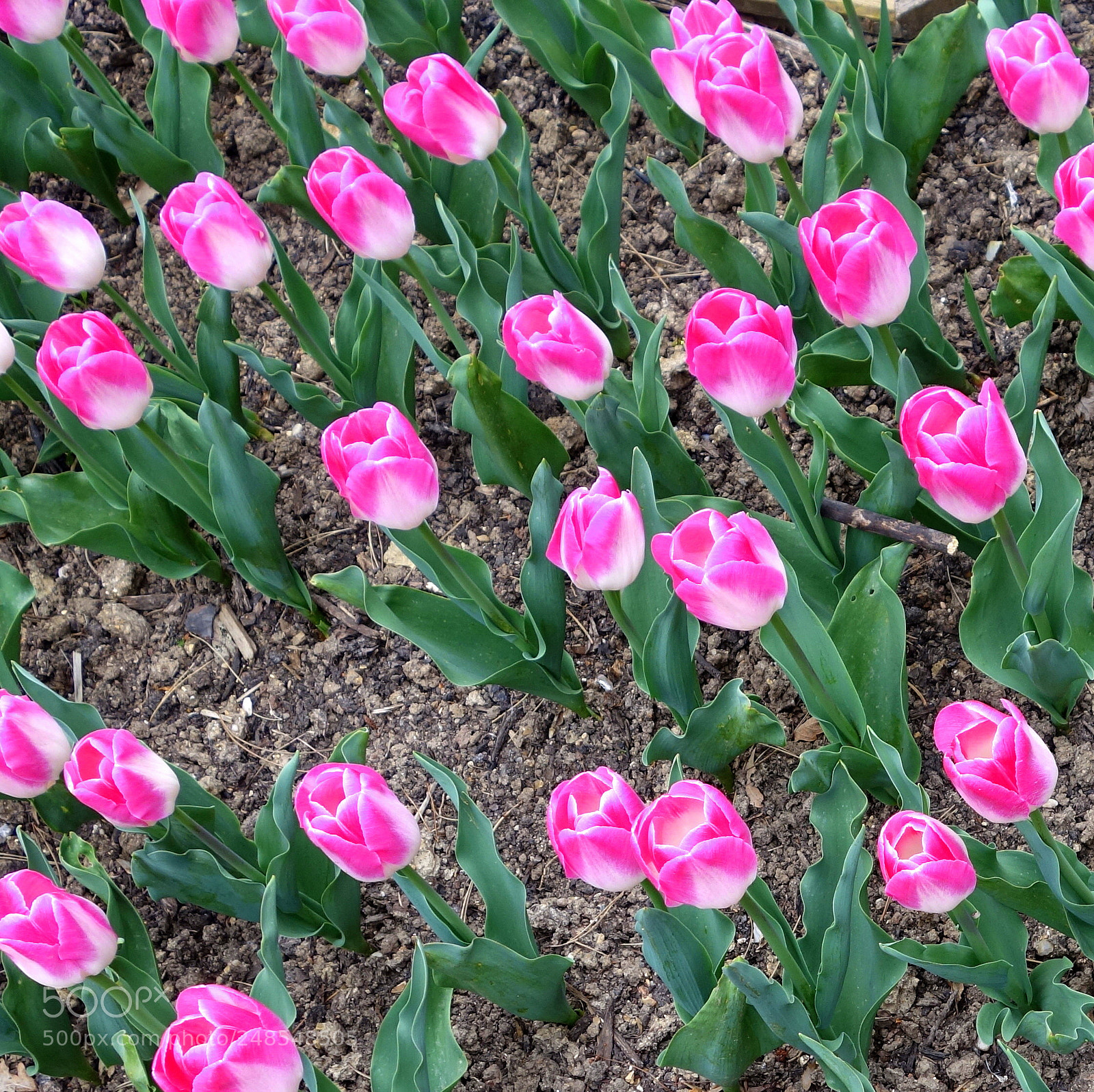 Sony Cyber-shot DSC-RX100 II sample photo. () cvp lot photography