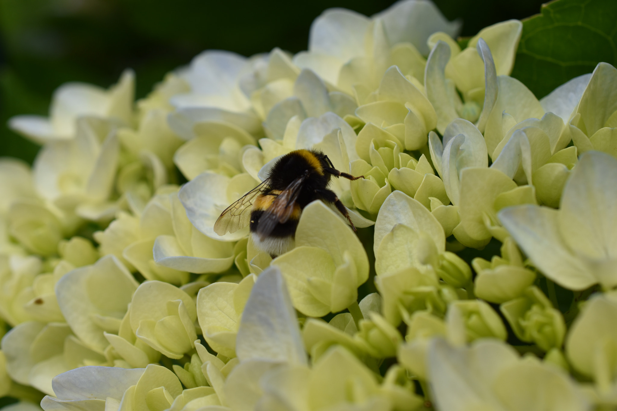 Nikon D5500 + Nikon AF-S DX Micro Nikkor 40mm F2.8 sample photo. The bumblebee photography