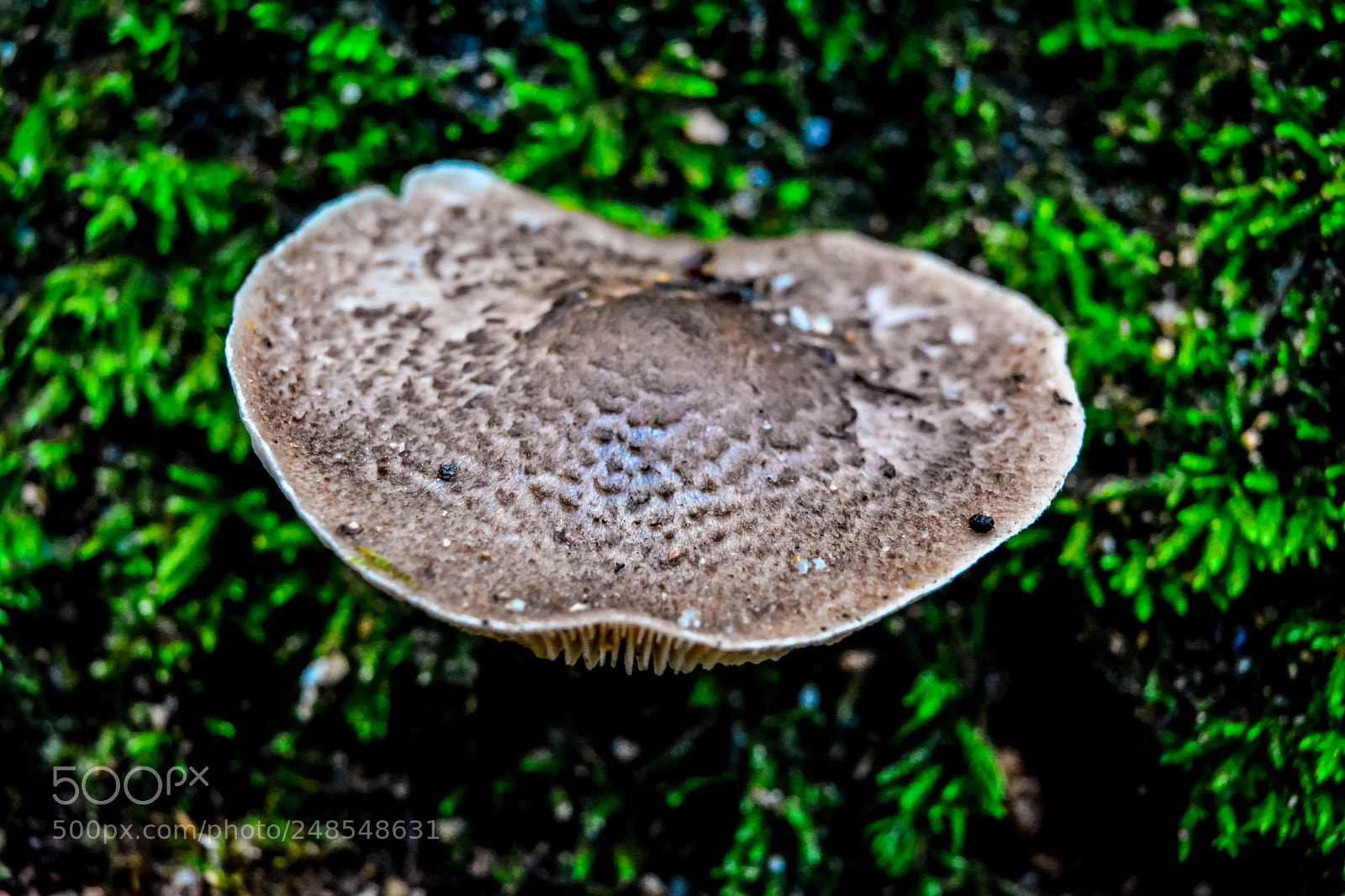 Nikon D5200 sample photo. Smells like sintra photography