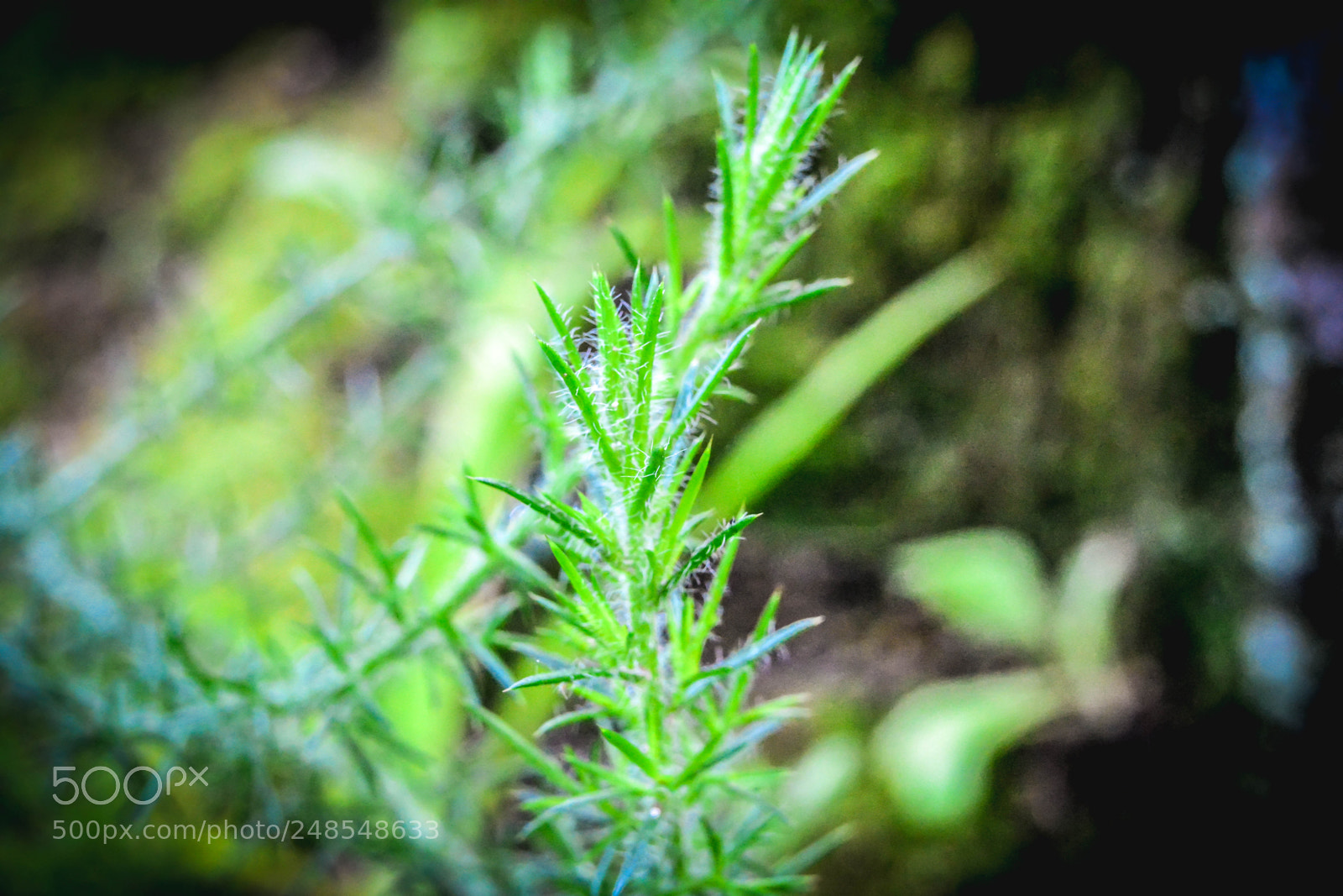 Nikon D5200 sample photo. Smells like sintra photography