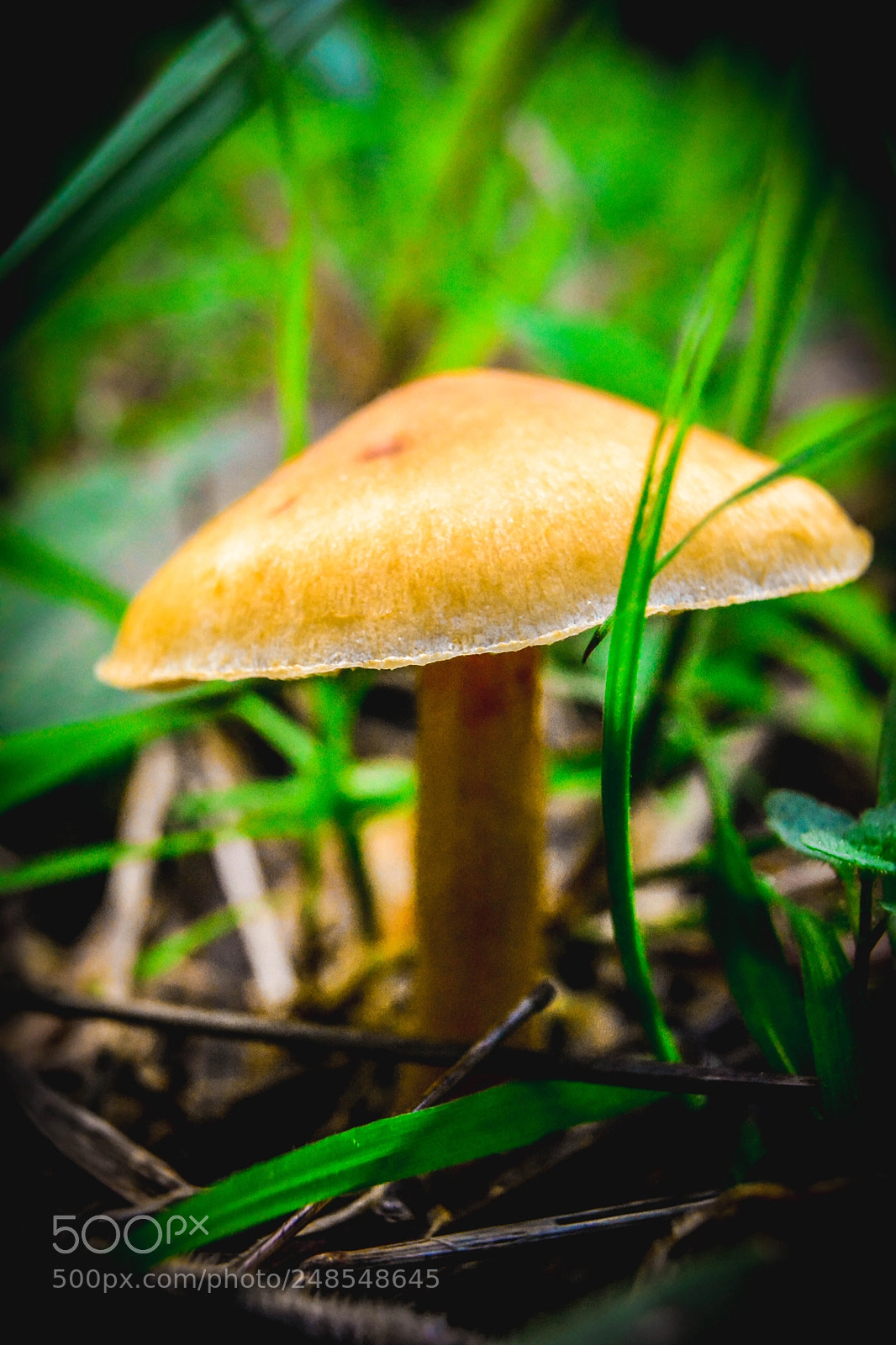 Nikon D5200 sample photo. Smells like sintra photography