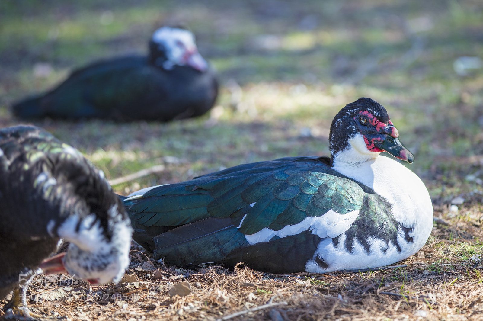 Canon EOS 5DS R sample photo. Beauty in the eye photography