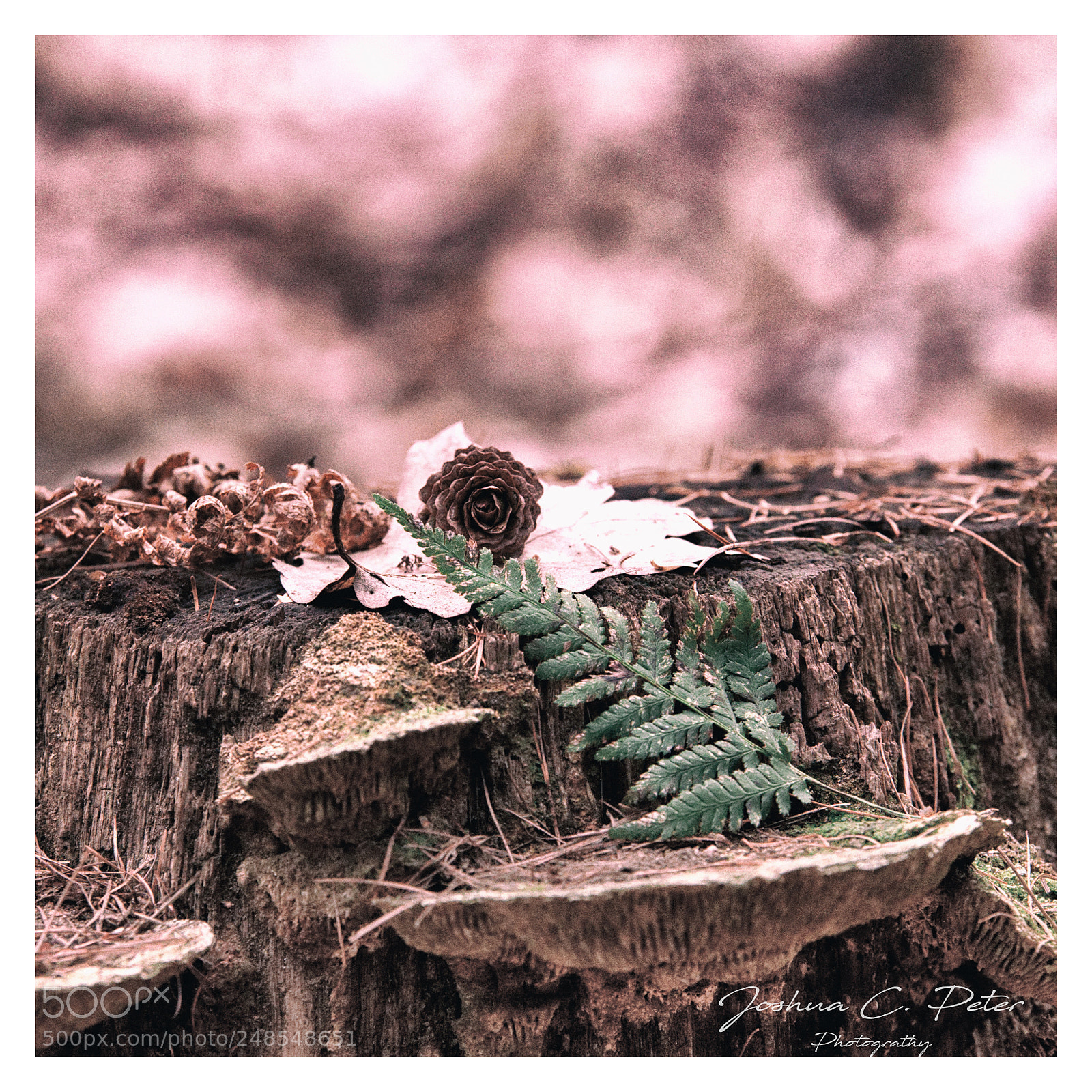Canon EOS 6D Mark II sample photo. Down in the forest photography
