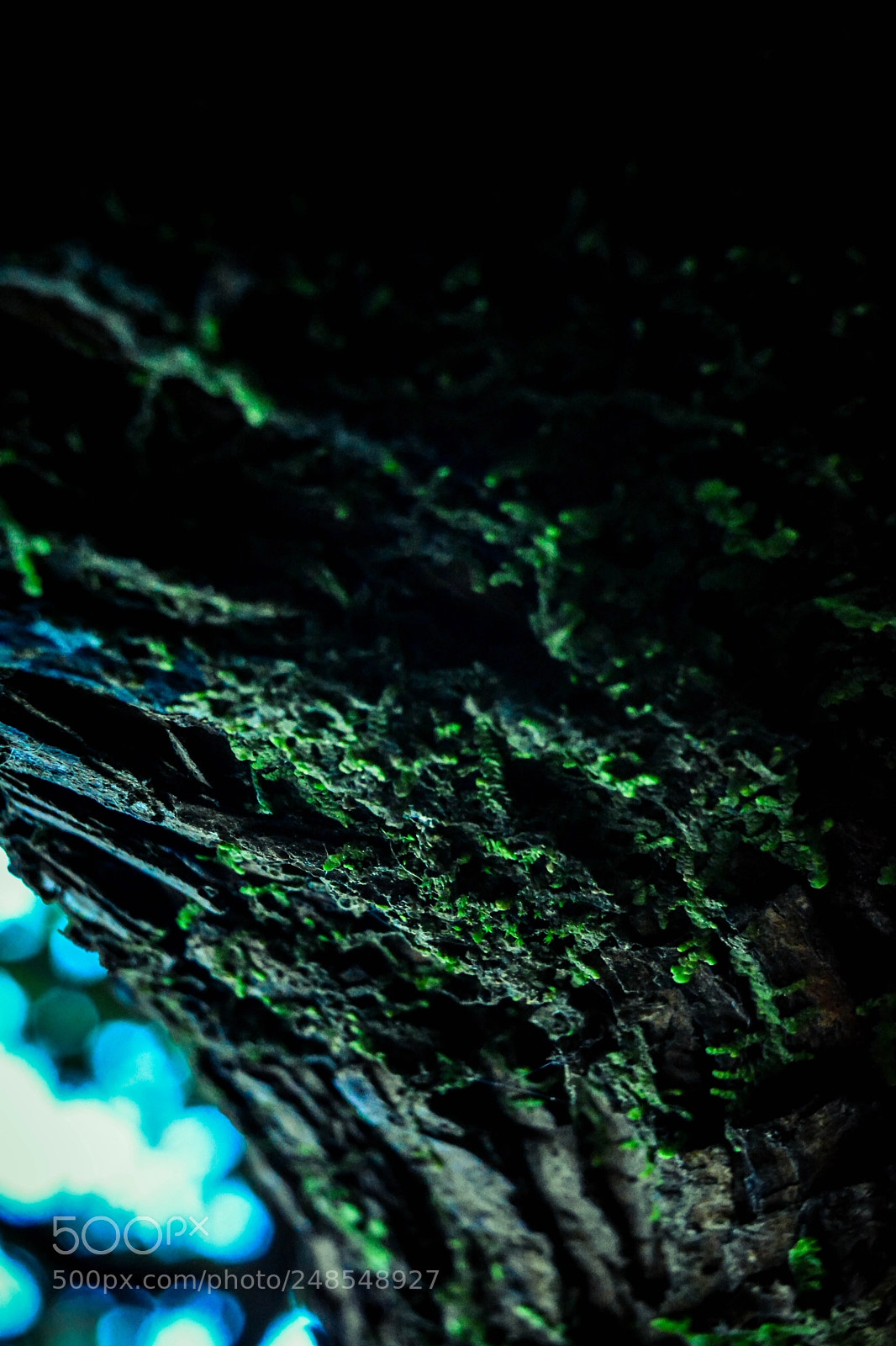 Nikon D5200 sample photo. Smells like sintra photography