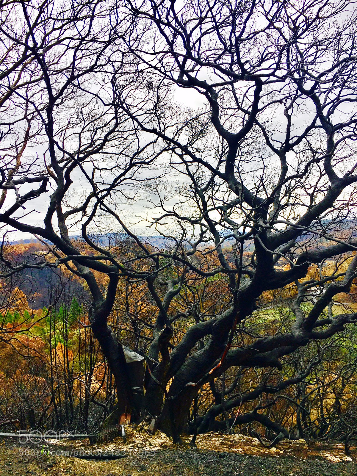 Apple iPhone 6s sample photo. Burnt madrone photography