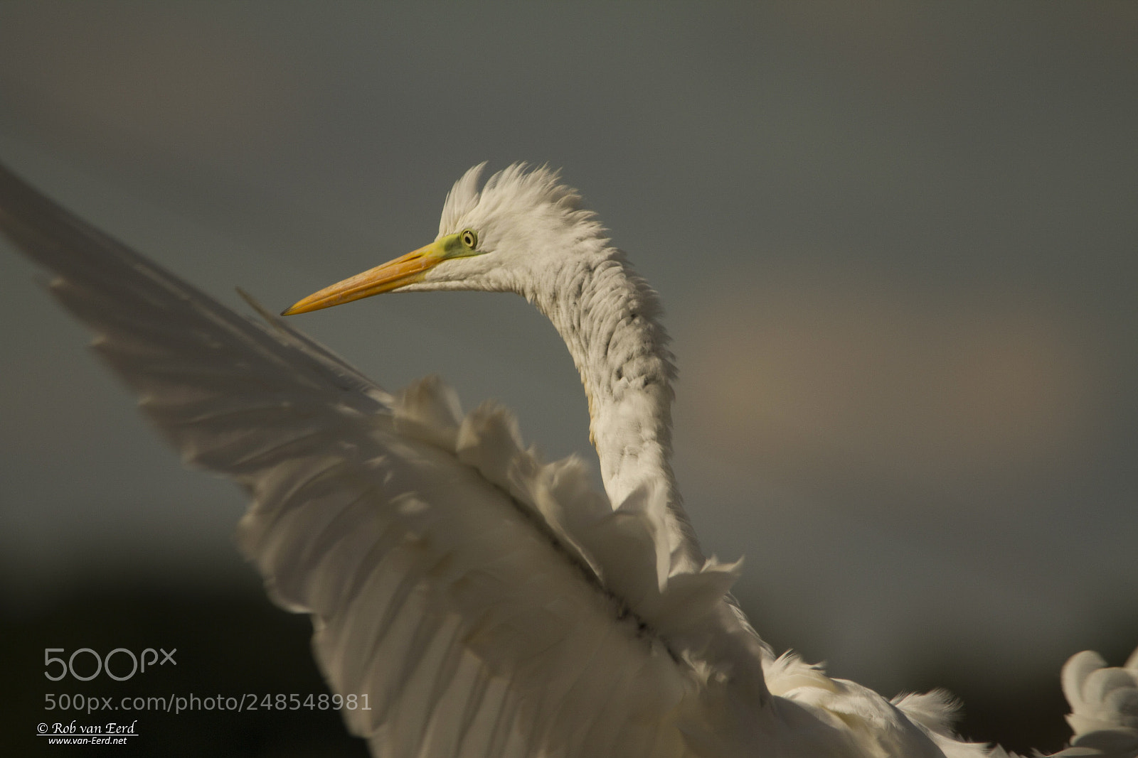 Canon EOS 7D sample photo. Geconcentreerd op de landing photography