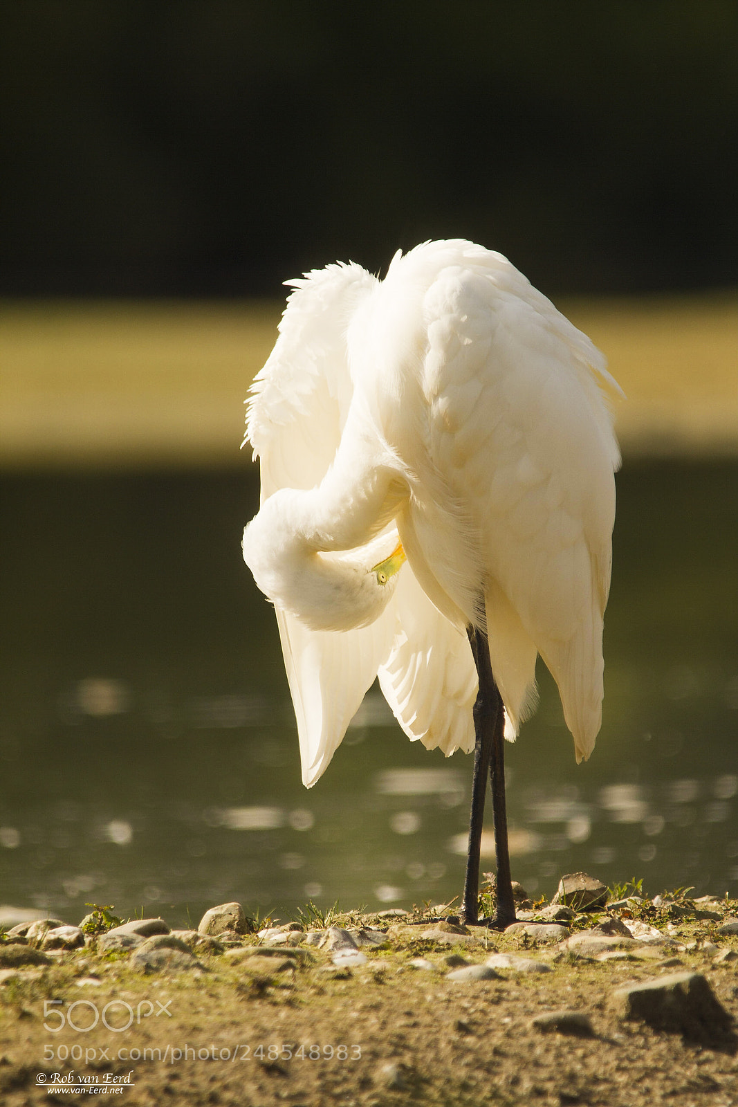 Canon EOS 7D sample photo. Alles schoon? (grote zilverreiger) photography