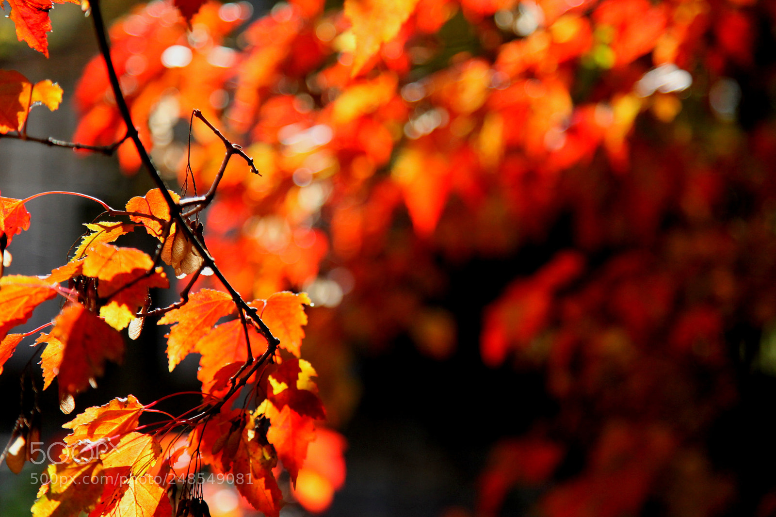 Canon EOS 5D Mark II sample photo. Autumn photography