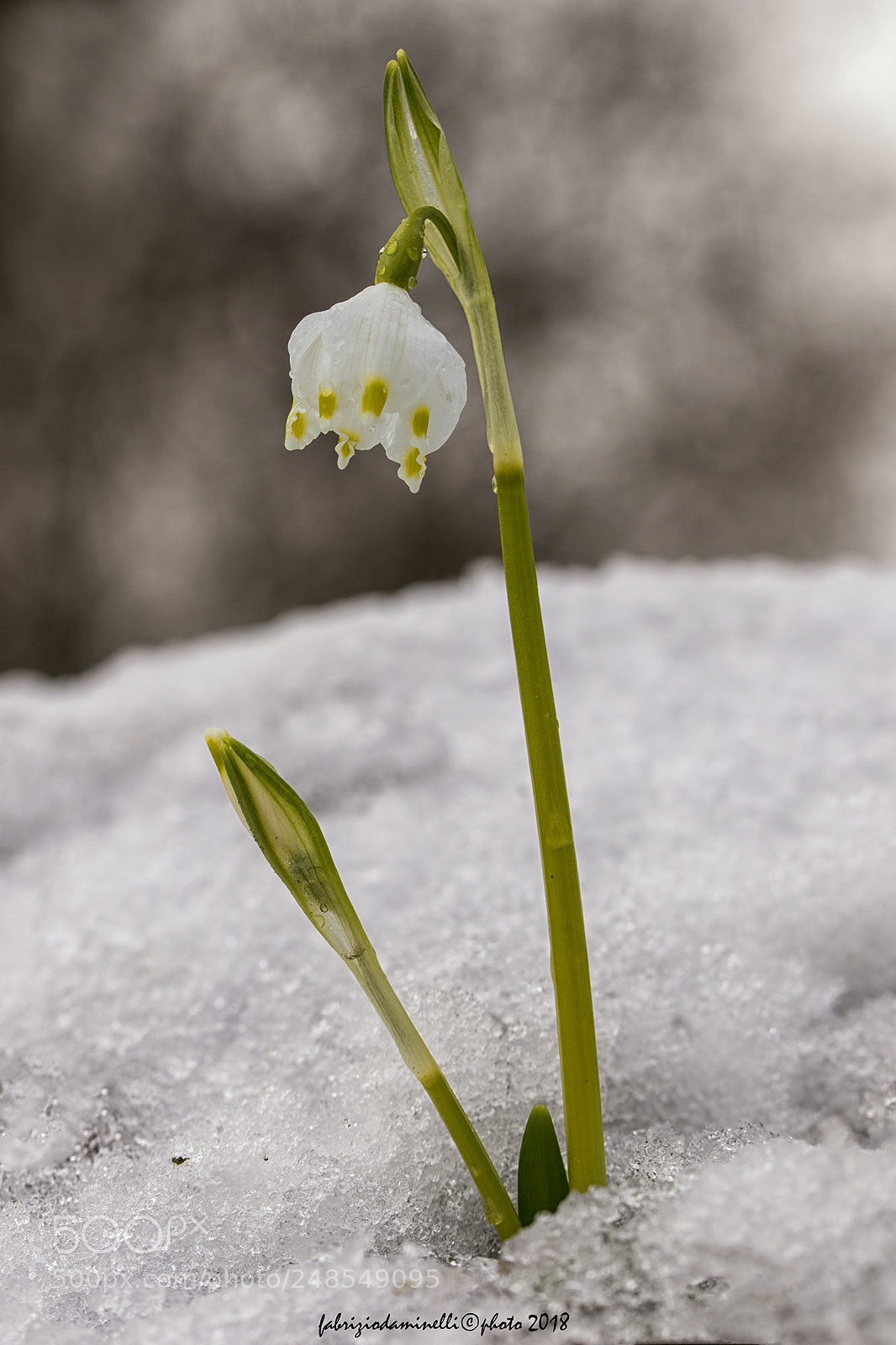 Canon EOS 7D Mark II sample photo. Campanellino photography