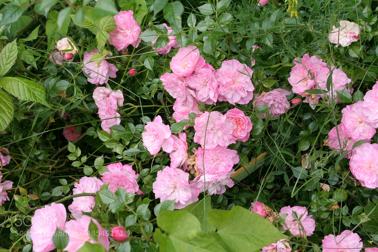 Canon EOS 350D (EOS Digital Rebel XT / EOS Kiss Digital N) sample photo. Img o photography