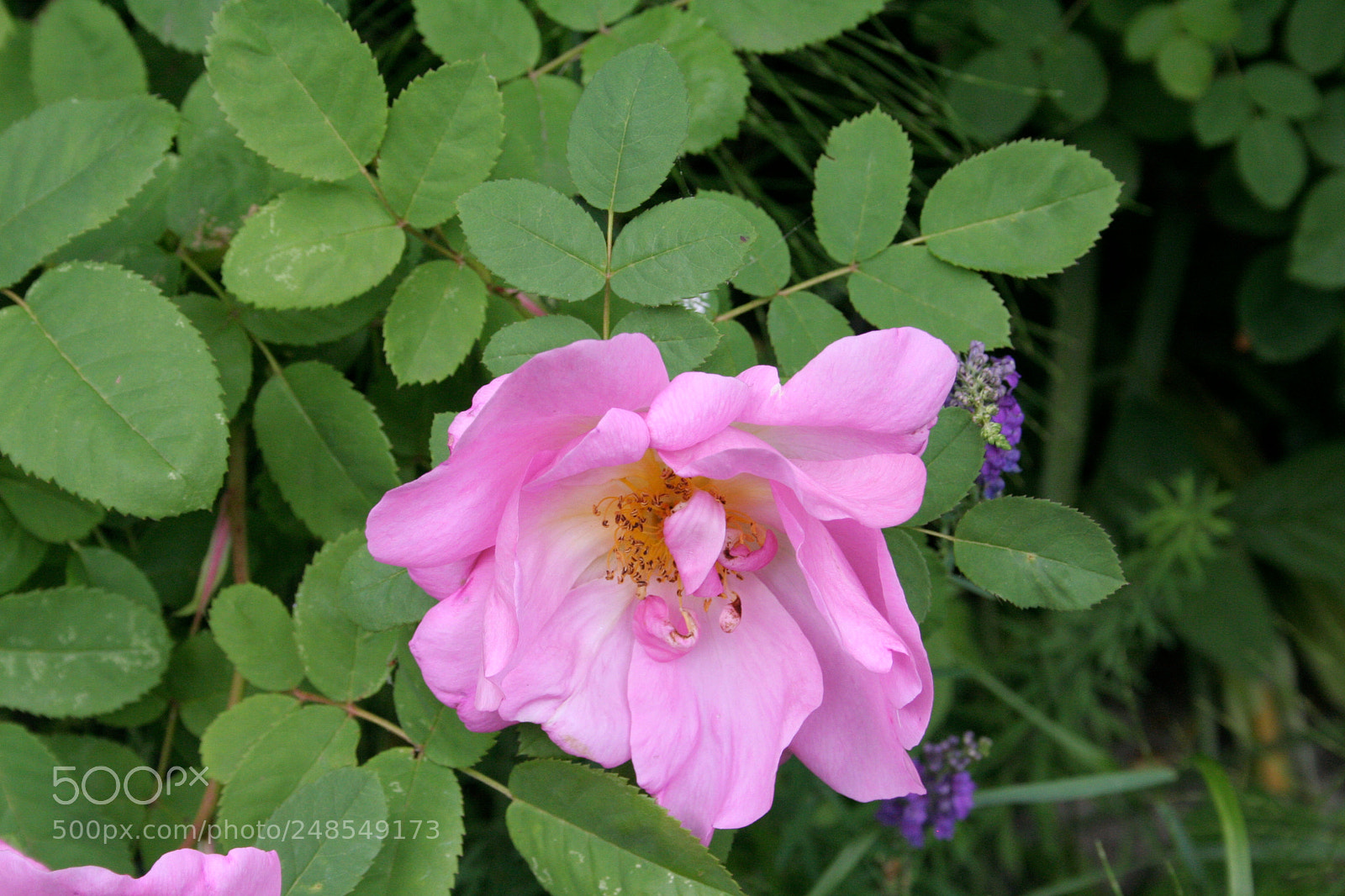 Canon EOS 350D (EOS Digital Rebel XT / EOS Kiss Digital N) sample photo. Img o photography