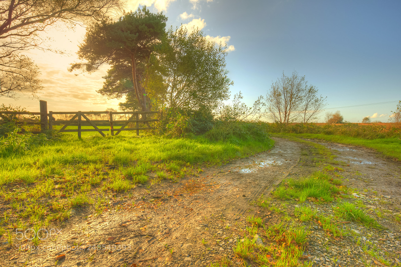 Nikon D810 sample photo. The old bog walk photography