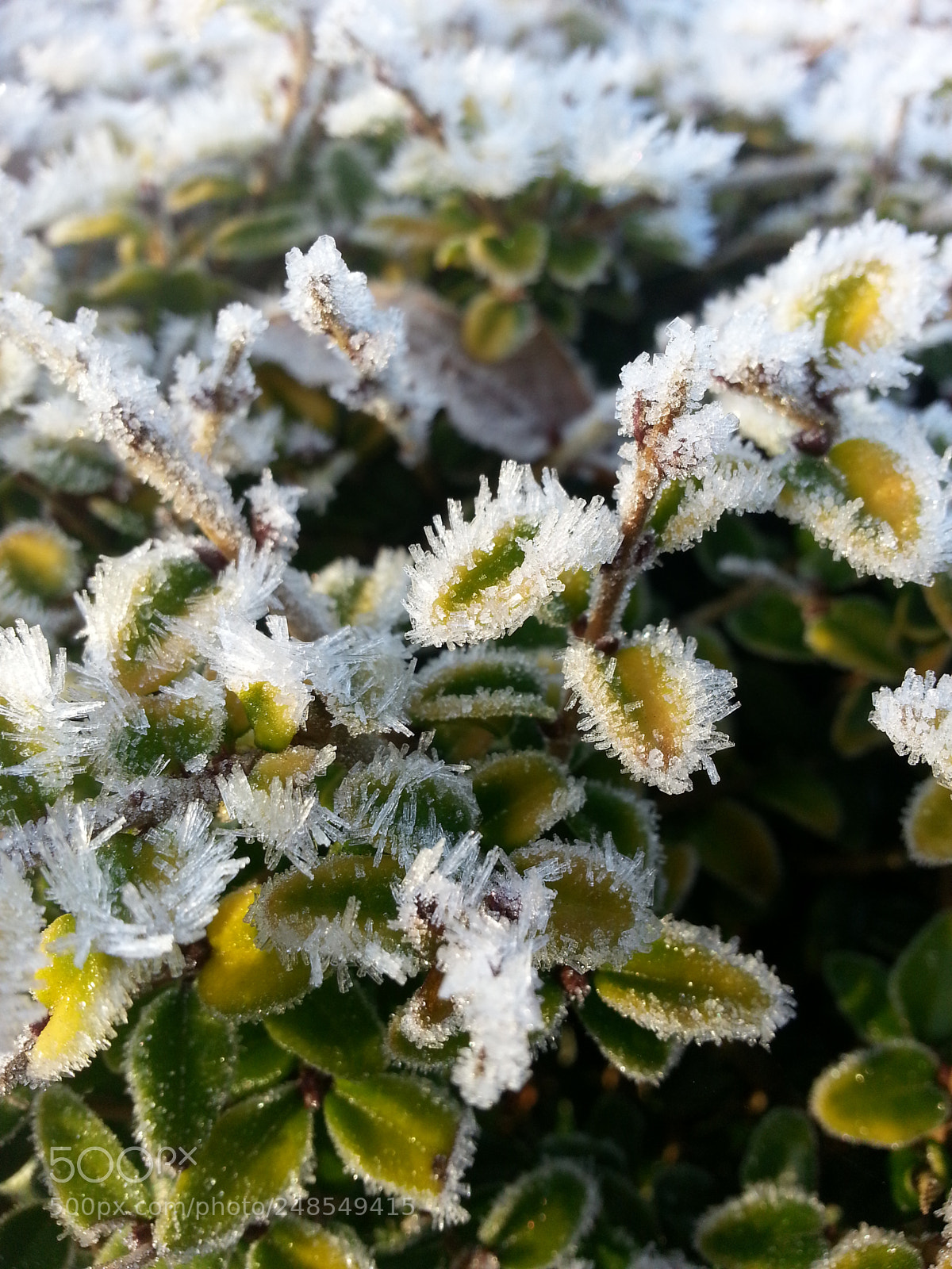 Samsung Galaxy S3 sample photo. Starting to freeze photography