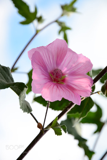 Nikon D7100 sample photo. Nd photography