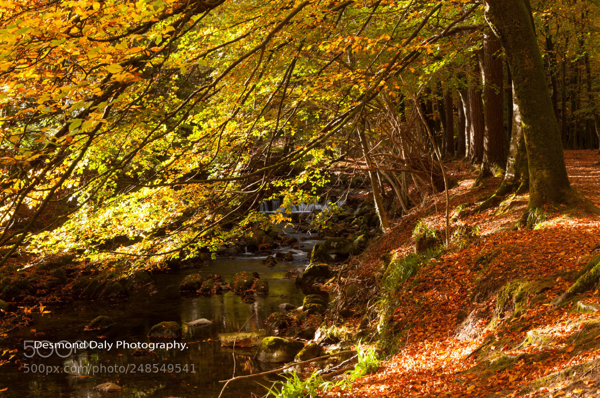 Nikon D300 sample photo. Autumn shade photography