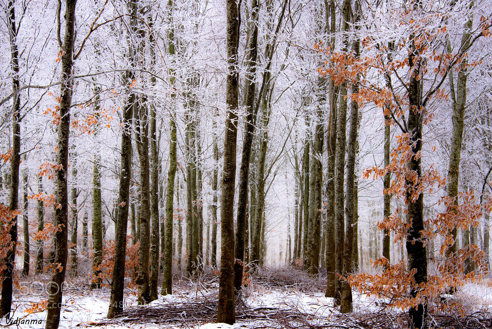 Nikon D610 sample photo. Winter laces photography