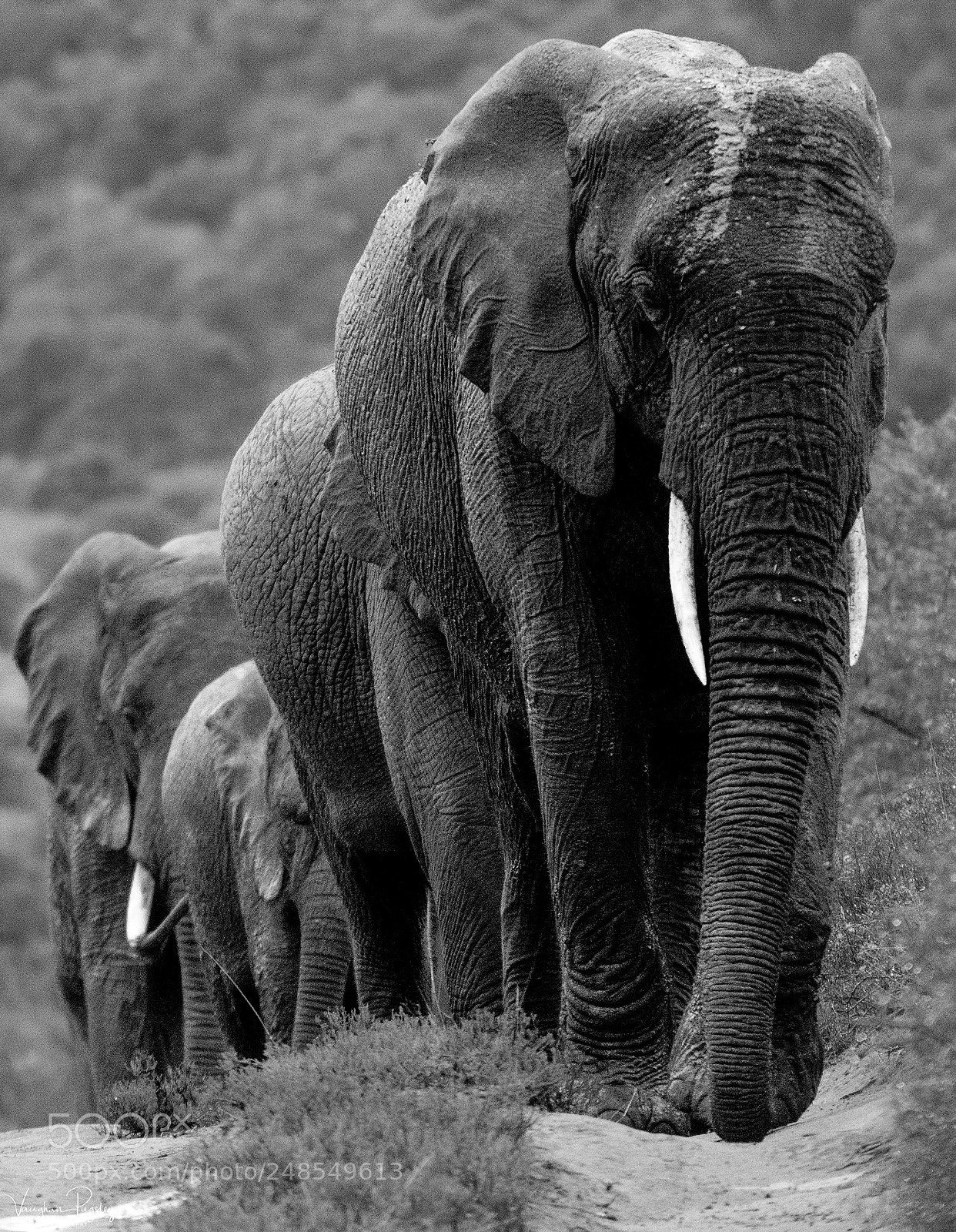 Sony a7R II sample photo. The herd photography