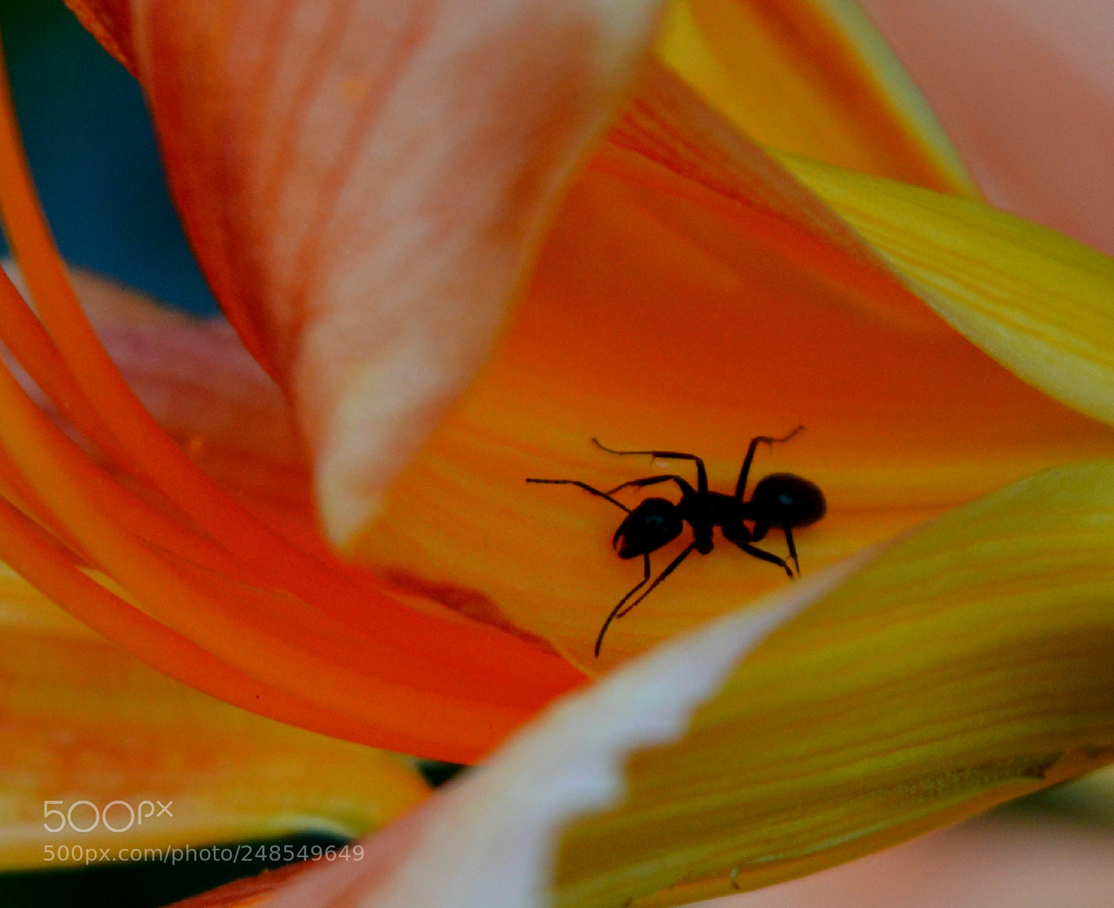 Nikon D3200 sample photo. Ravenous photography