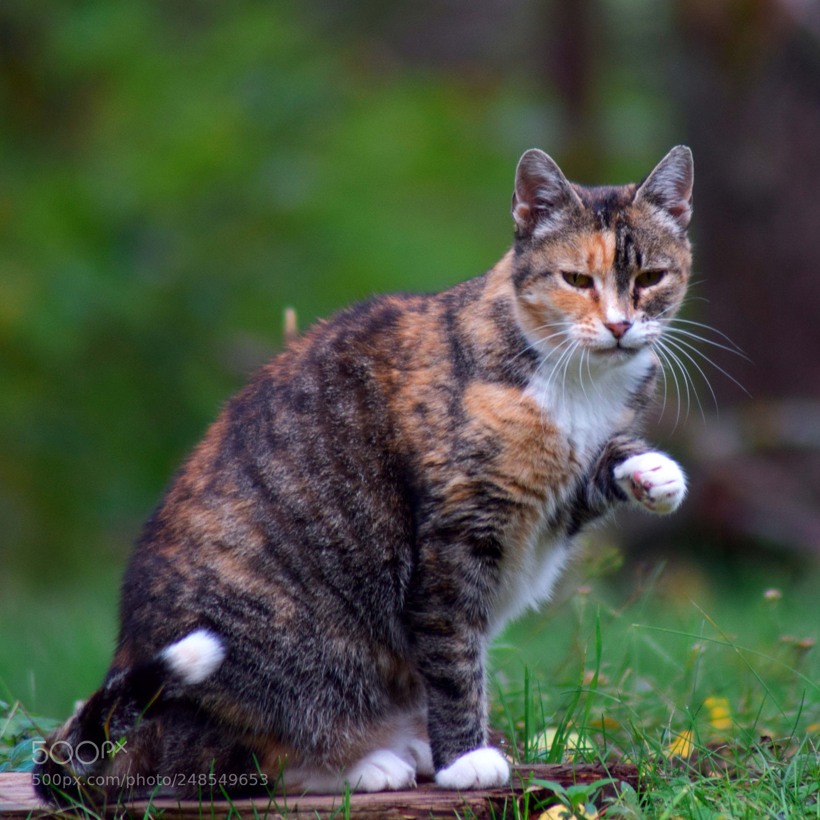 Nikon D5300 sample photo. Cat photography