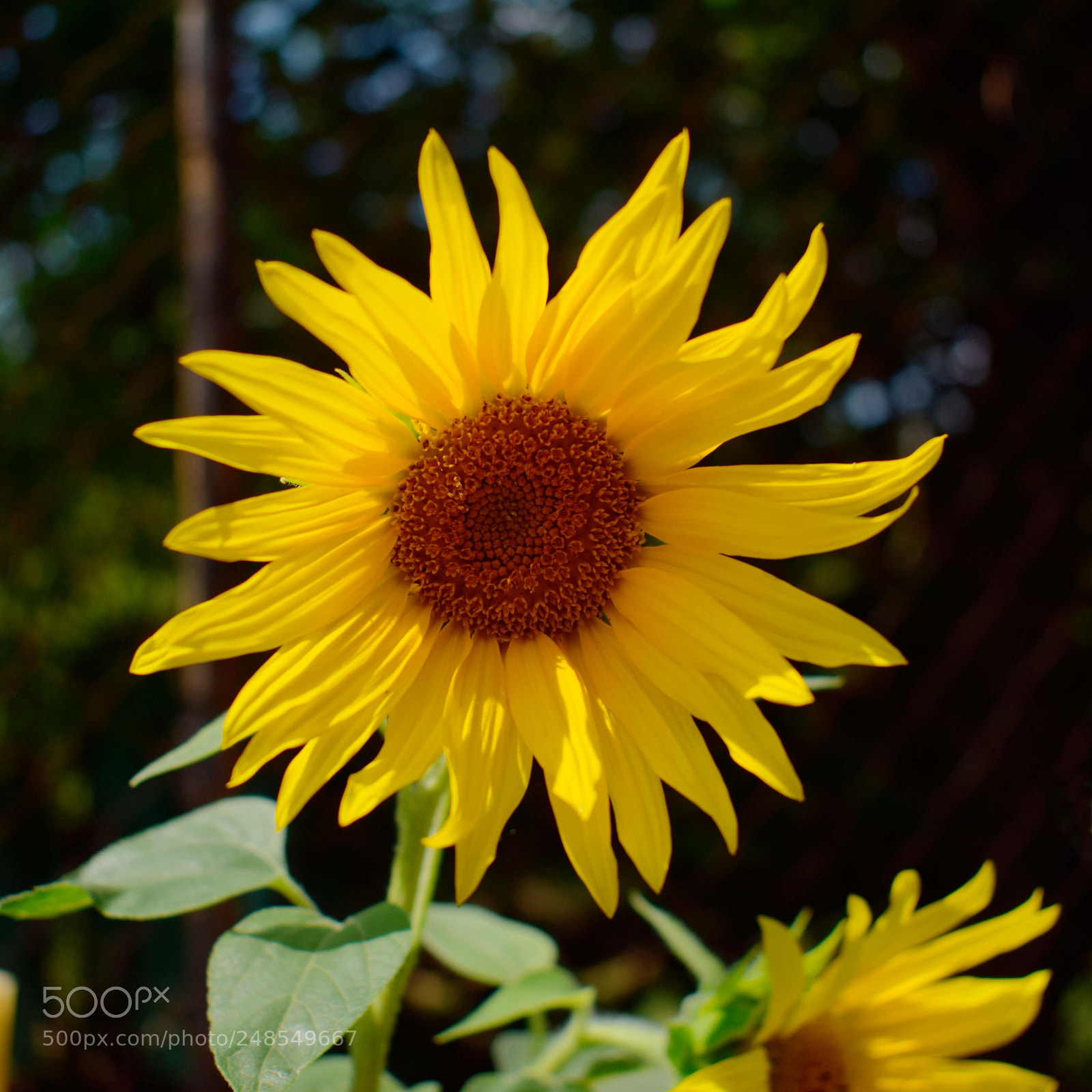 Nikon D5300 sample photo. Sunflower photography