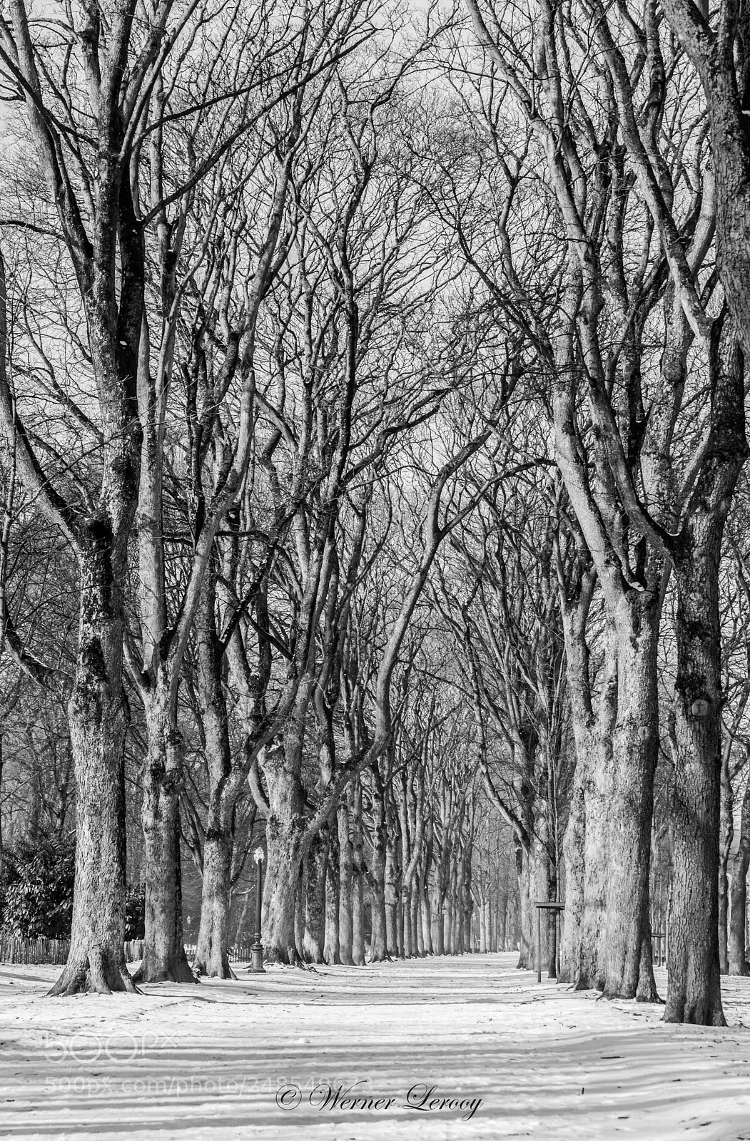 Nikon D750 sample photo. Brussels tree avenue photography