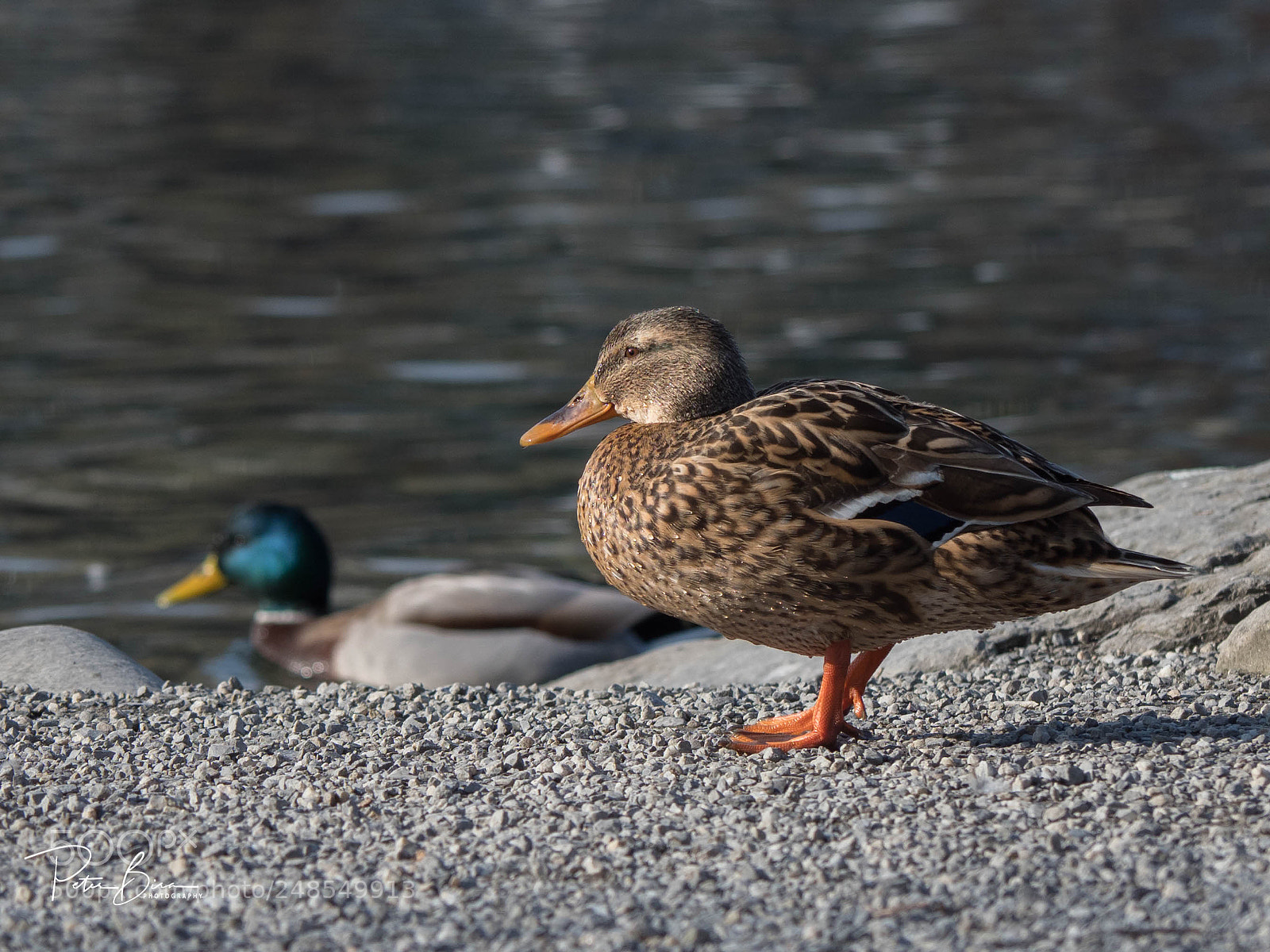Olympus OM-D E-M1 Mark II sample photo. Ente am werdenbergersee photography