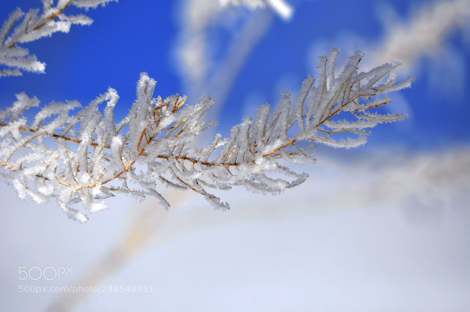 Nikon D90 sample photo. Winter photography