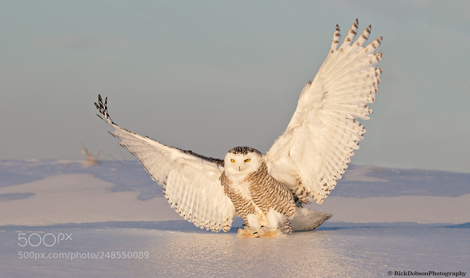 Canon EOS 7D Mark II sample photo. Snowy owl on ice photography